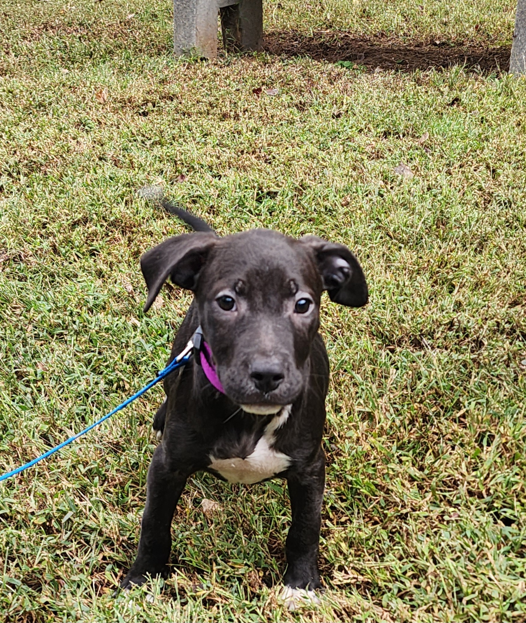 Blossom, a Adoptable mixed breed in Milledgeville, GA image 5/5