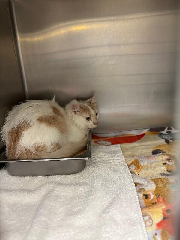 Enlarge McGhee (Sponsored Adoption), a Adoptable Domestic Medium Hair in Providence Forge, VA image 1/1