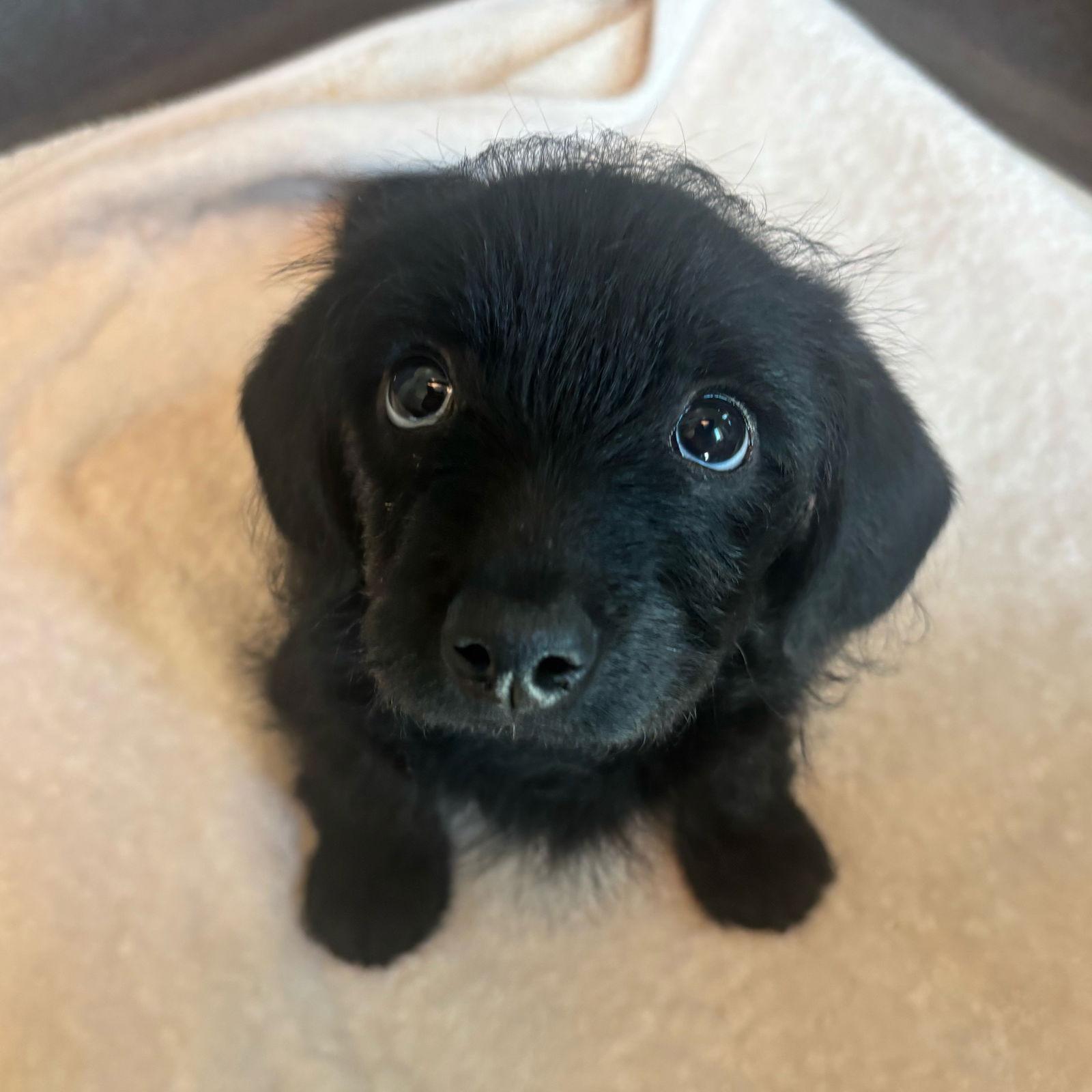 Enlarge Fidel the Puppy!, a Adopted mixed breed in Burlingame, CA image 1/1