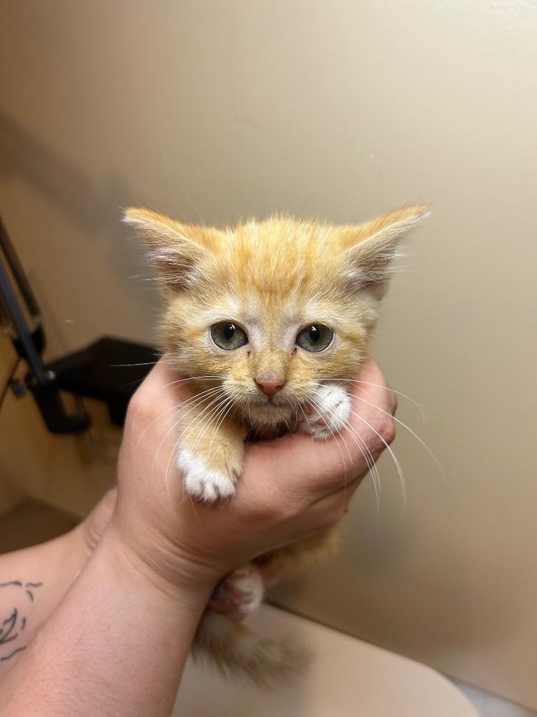 Enlarge Muffin, a Adoptable mixed breed in Parsons, WV image 1/1