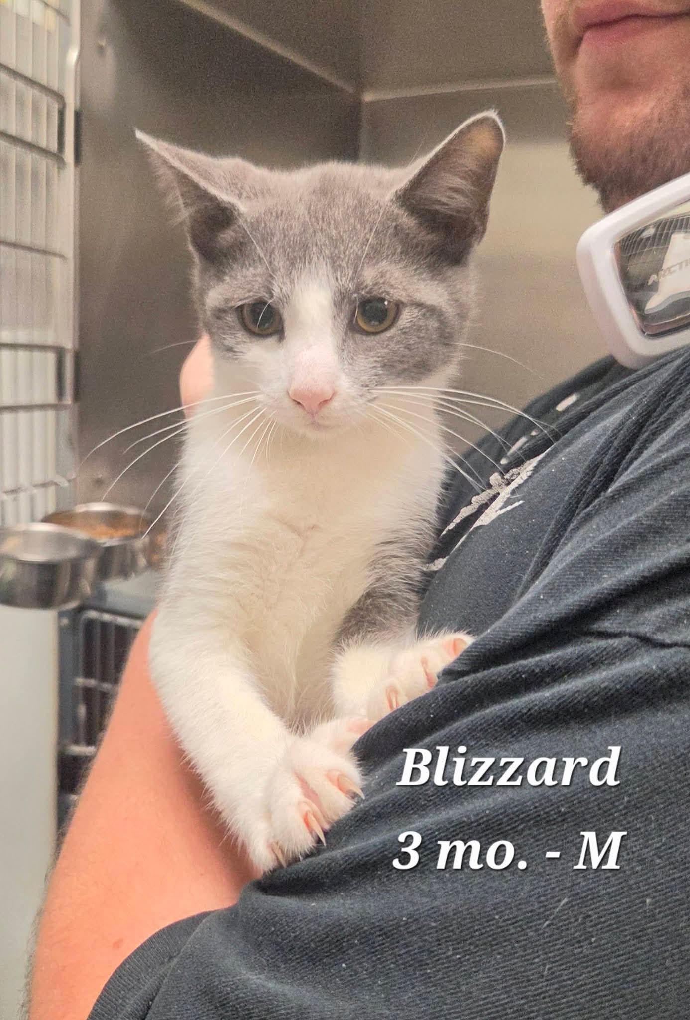 Blizzard - Rescued SFC, adopted, Kitten Male Domestic Short Hair.
