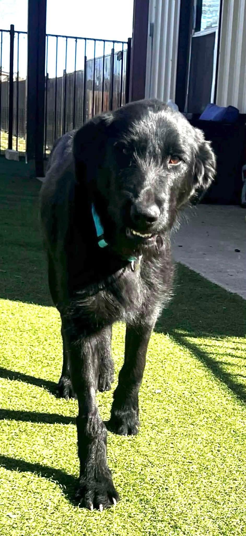 Maggie, Adopted, Young Female Poodle.