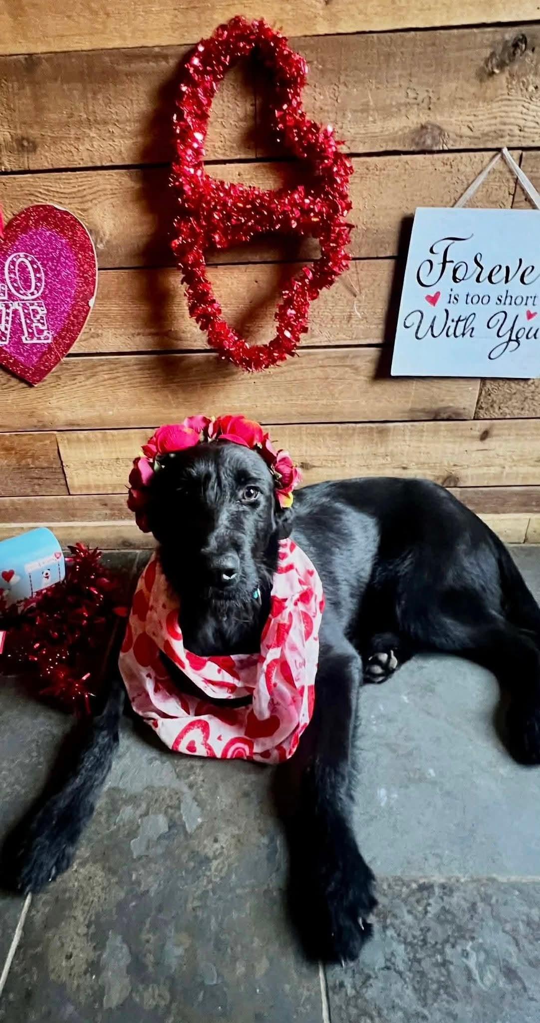 Enlarge Maggie, a Adopted Poodle in Dallas, TX image 2/3