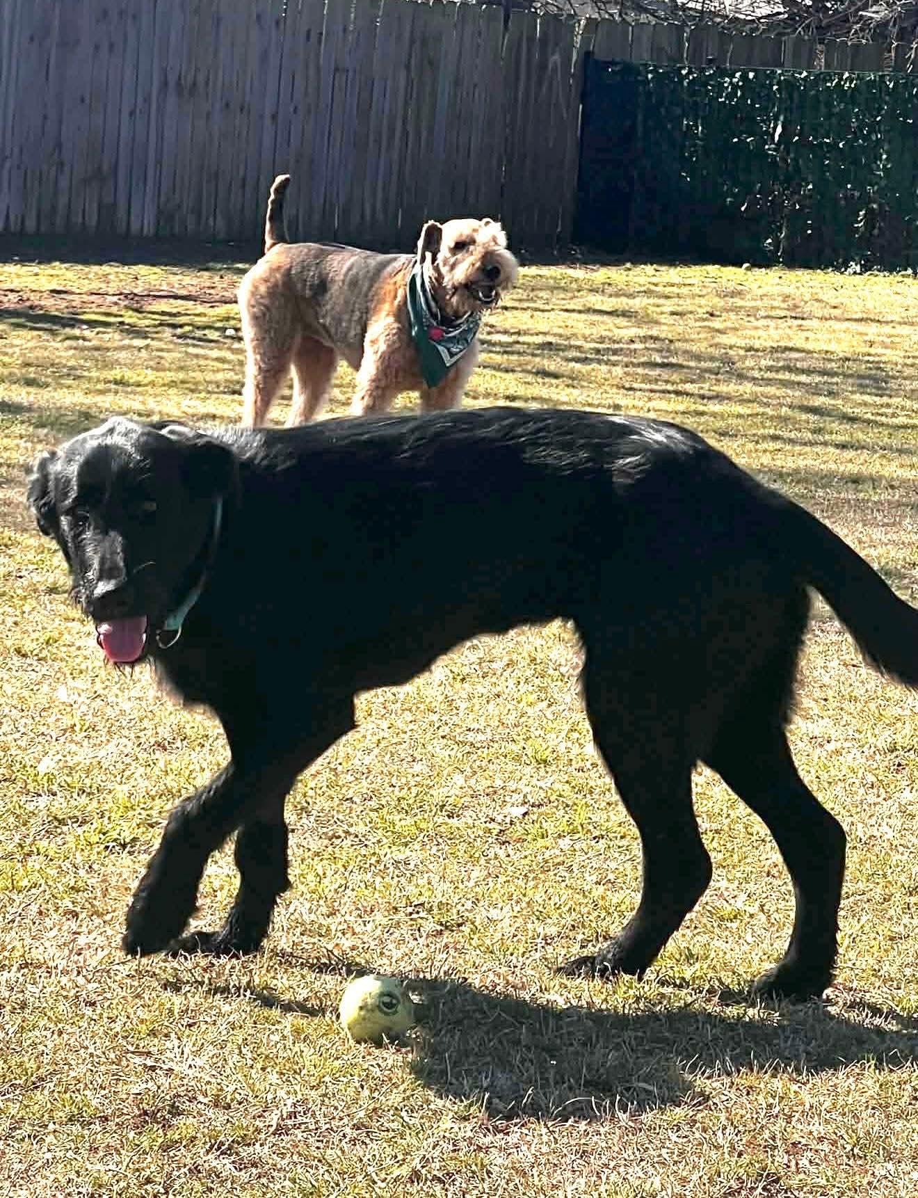 Enlarge Maggie, a Adopted Poodle in Dallas, TX image 3/3