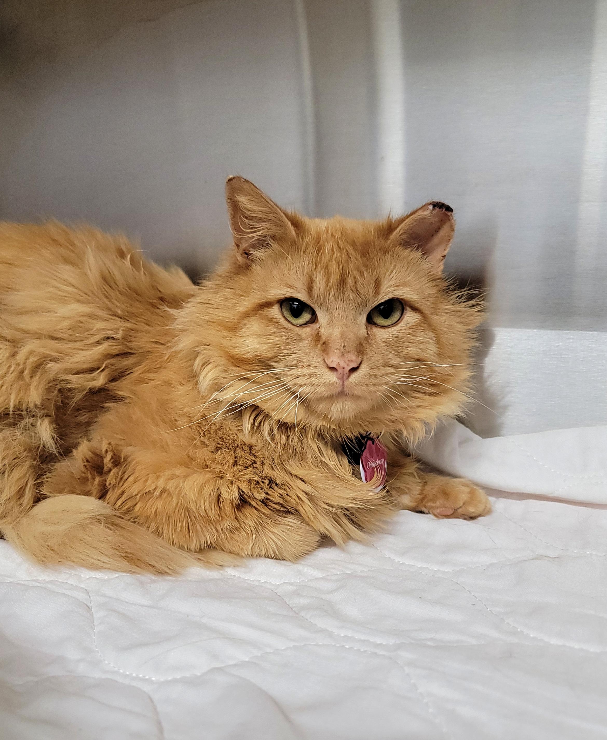 Enlarge CHIMICHURRI (part of a bonded pair), a Adopted Domestic Medium Hair in Grand Rapids, MI image 4/5