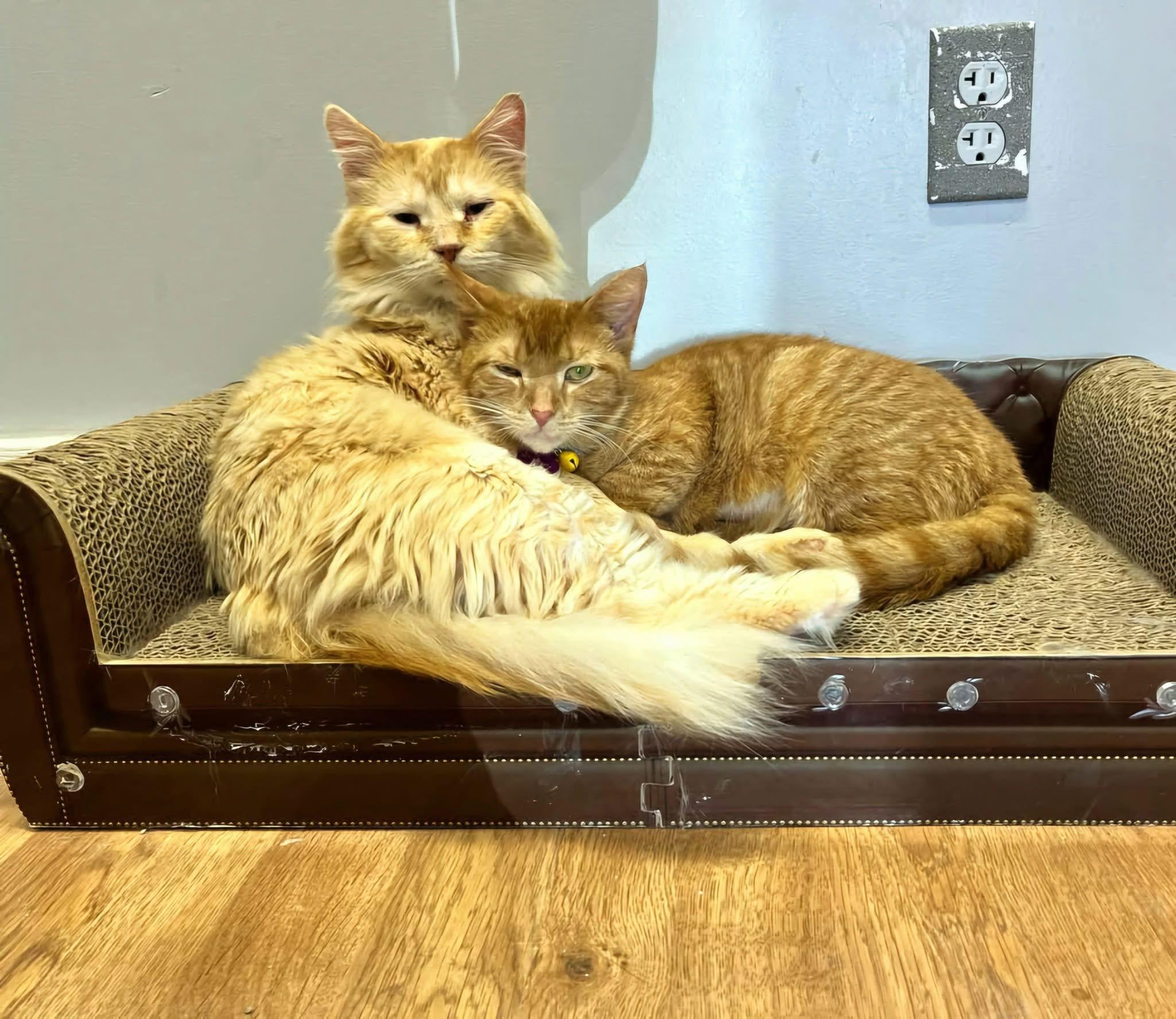 CHIMICHURRI (part of a bonded pair), Adult Male Domestic Medium Hair