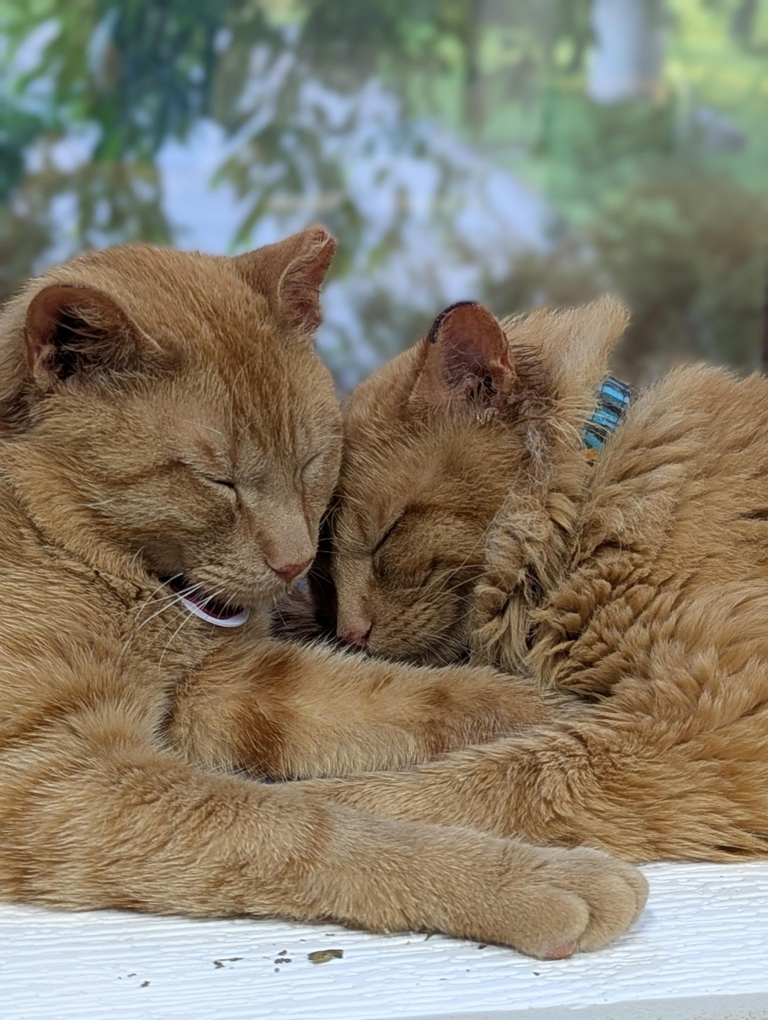 Enlarge CHIMICHURRI (part of a bonded pair), a Adopted Domestic Medium Hair in Grand Rapids, MI image 5/5