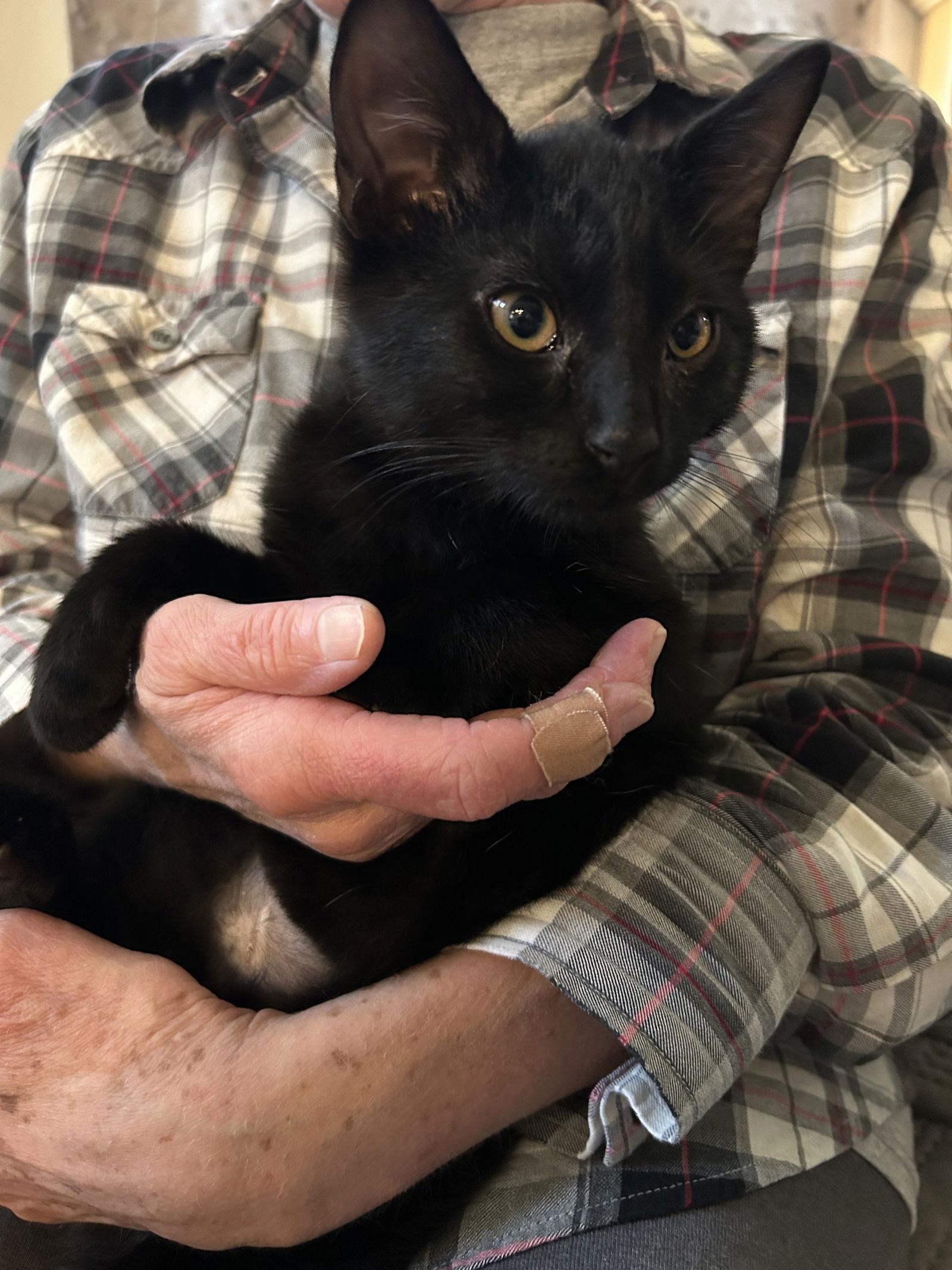 Enlarge Desi Arnaz, a Adoptable Domestic Short Hair in Tacoma, WA image 1/1