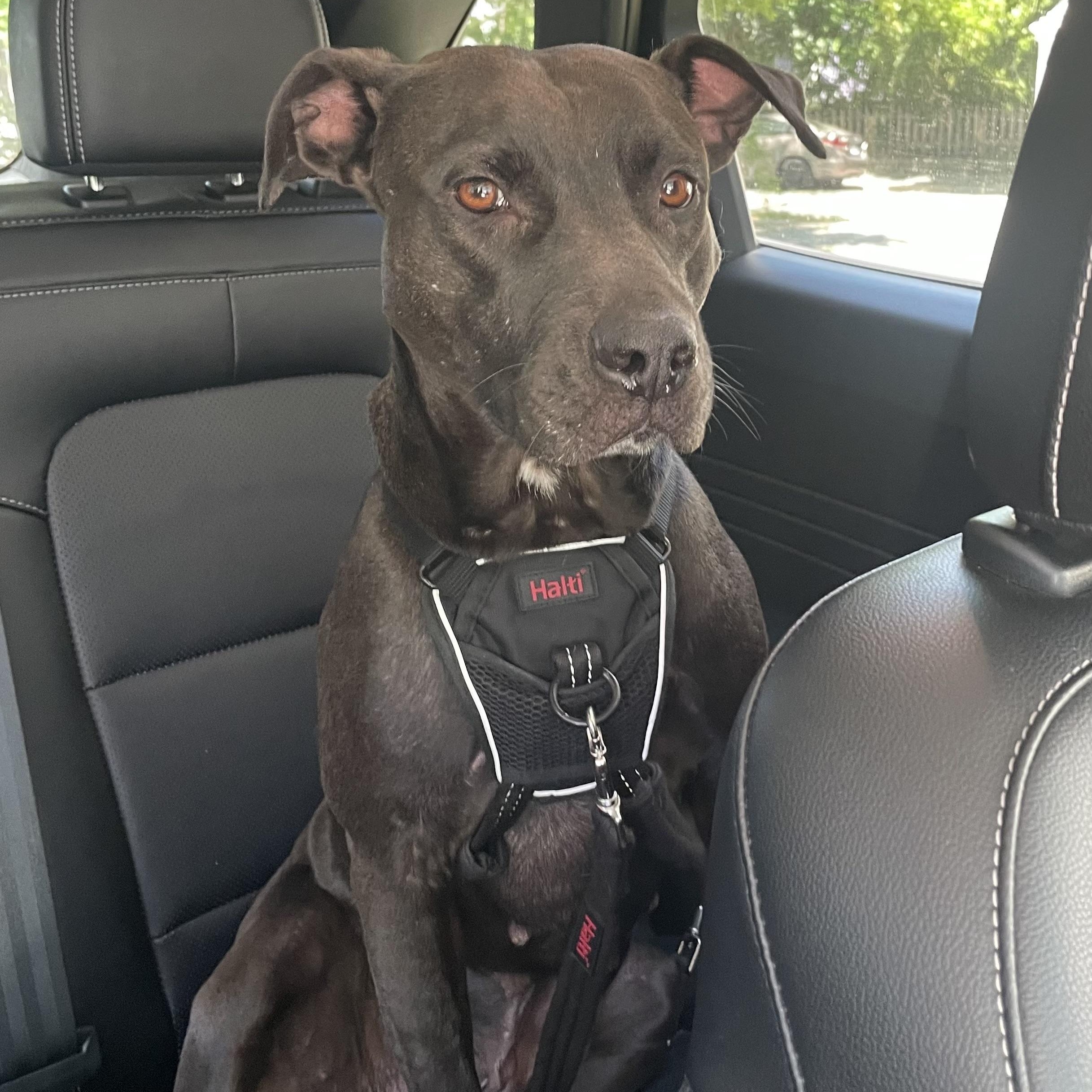 DORIS, Adoptable, Adult Female Mixed Breed.