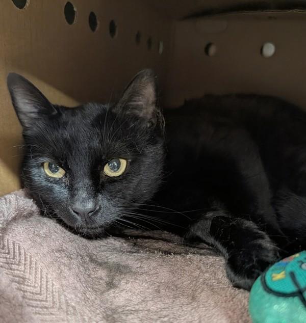 Rolan, Adoptable, Adult Male Domestic Short Hair.