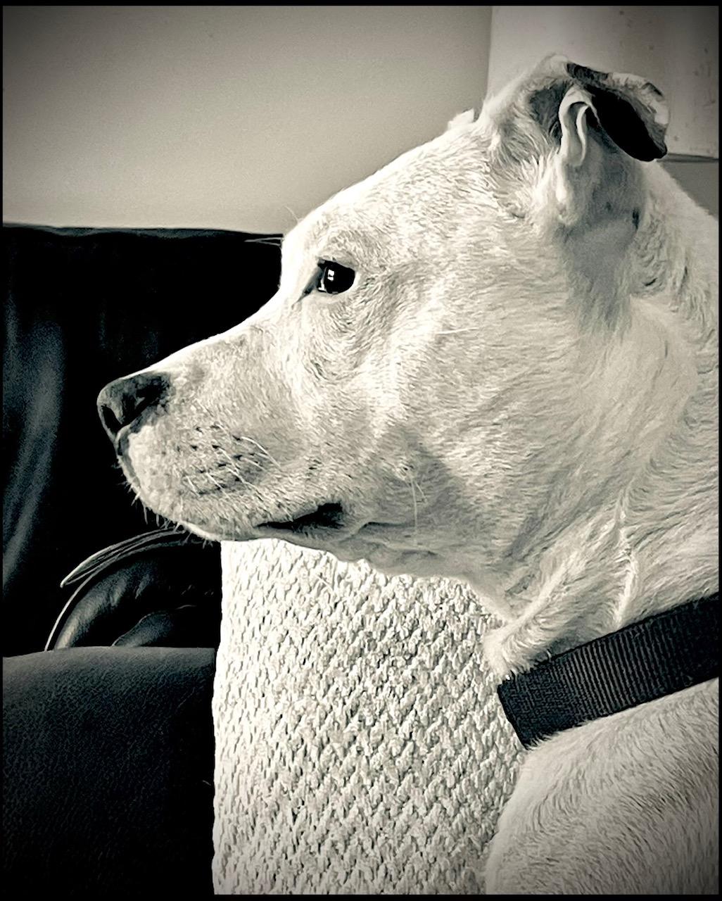 Bella URGENT, a Adoptable American Staffordshire Terrier in Cary, IL image 5/6