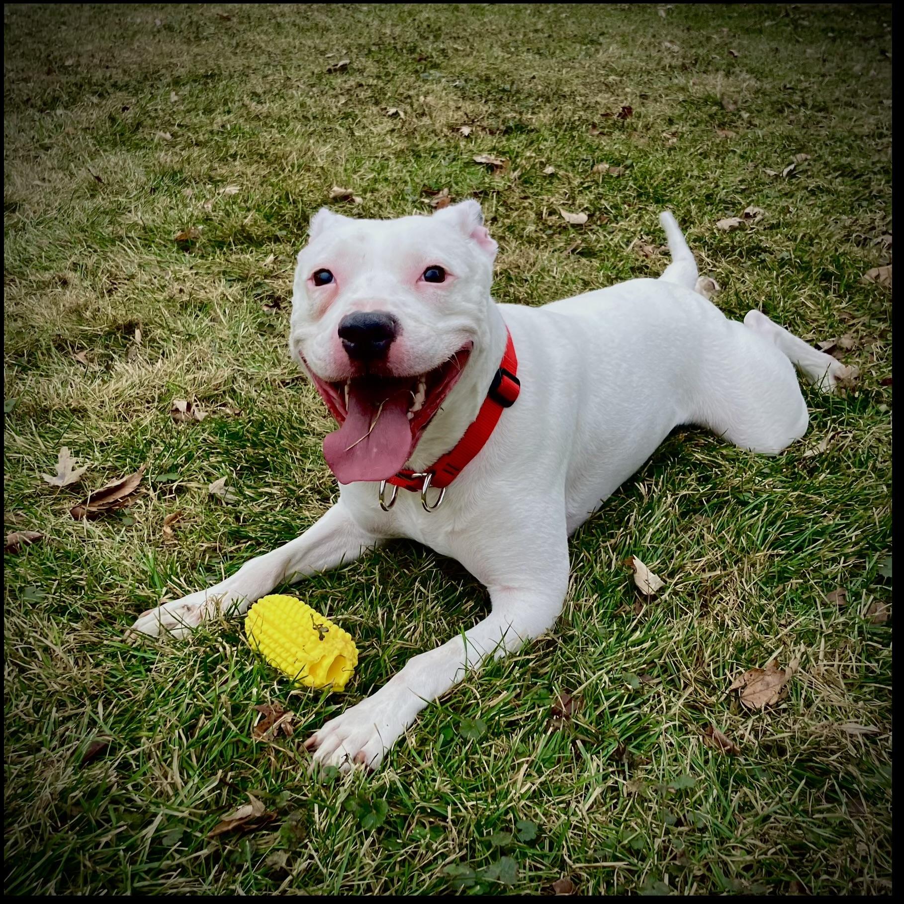 Enlarge Bella URGENT, a Adoptable American Staffordshire Terrier in Cary, IL image 6/6