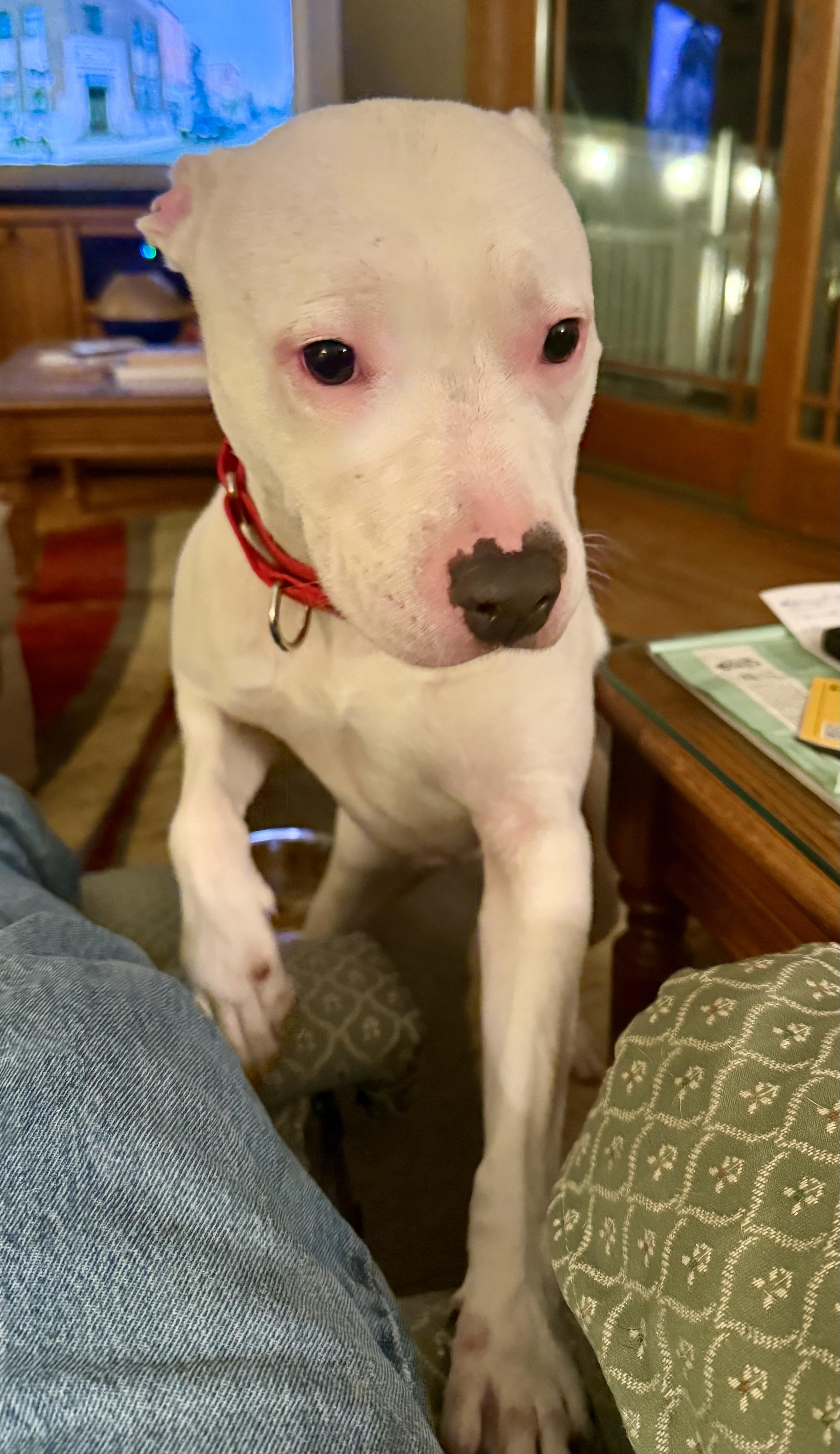 Enlarge Bella URGENT, a Adoptable American Staffordshire Terrier in Cary, IL image 5/6