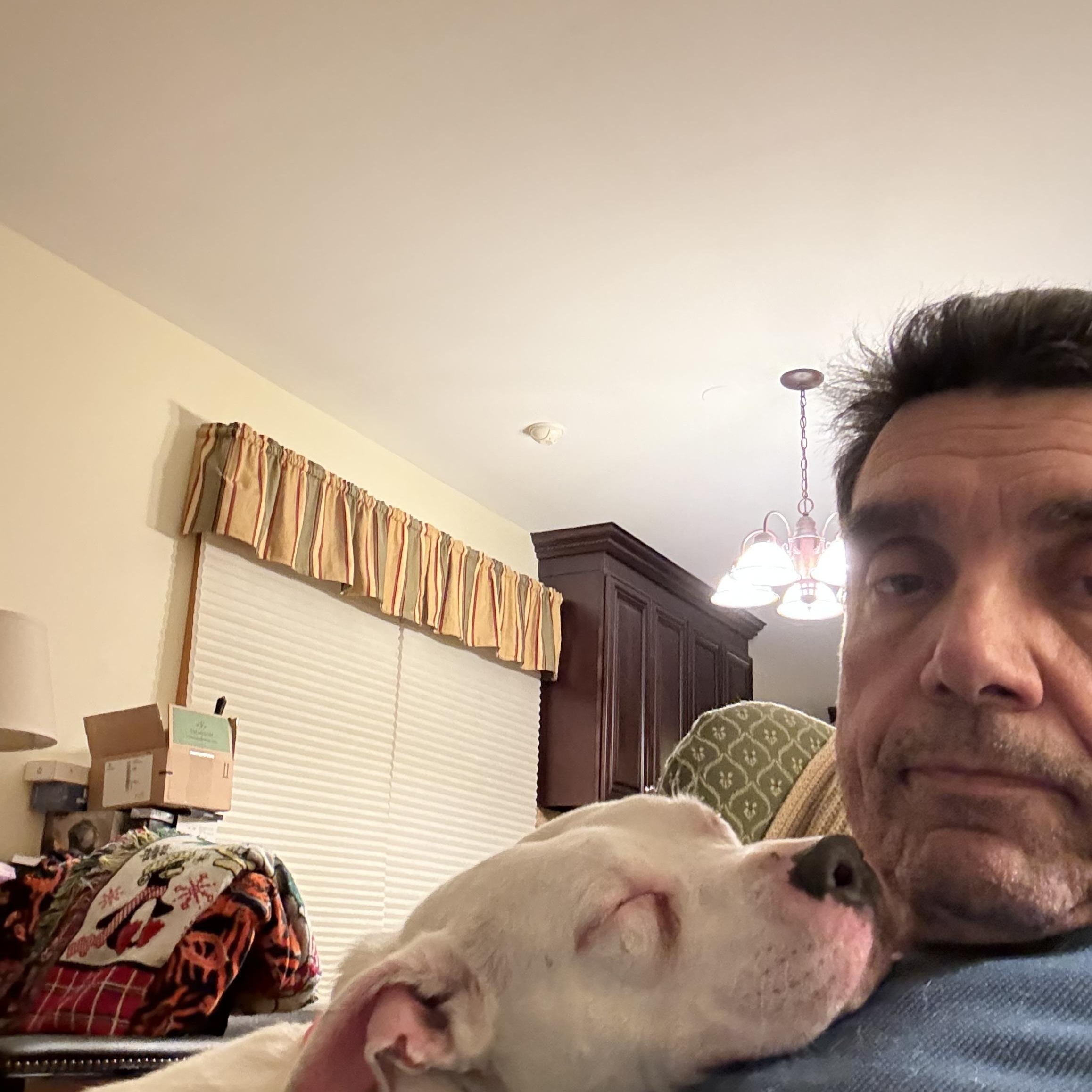 Enlarge Bella URGENT, a Adoptable American Staffordshire Terrier in Cary, IL image 4/6