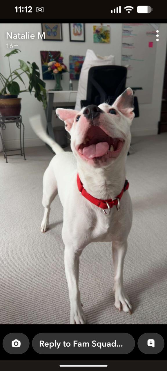 Bella URGENT, a Adoptable American Staffordshire Terrier in Cary, IL image 4/6