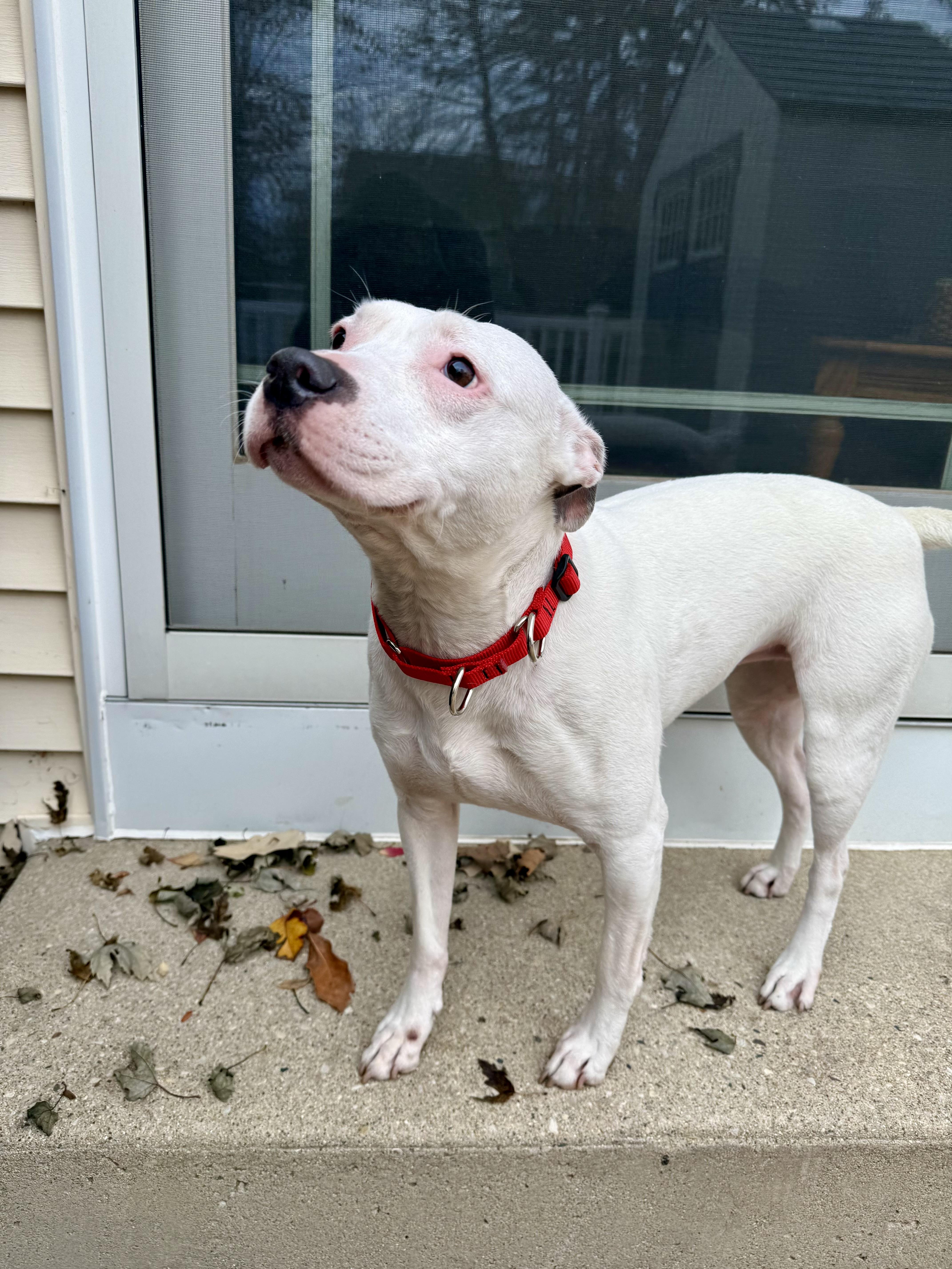 Enlarge Bella URGENT, a Adoptable American Staffordshire Terrier in Cary, IL image 3/6