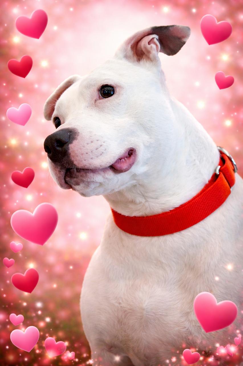 Enlarge Bella URGENT, a Adoptable American Staffordshire Terrier in Cary, IL image 6/6