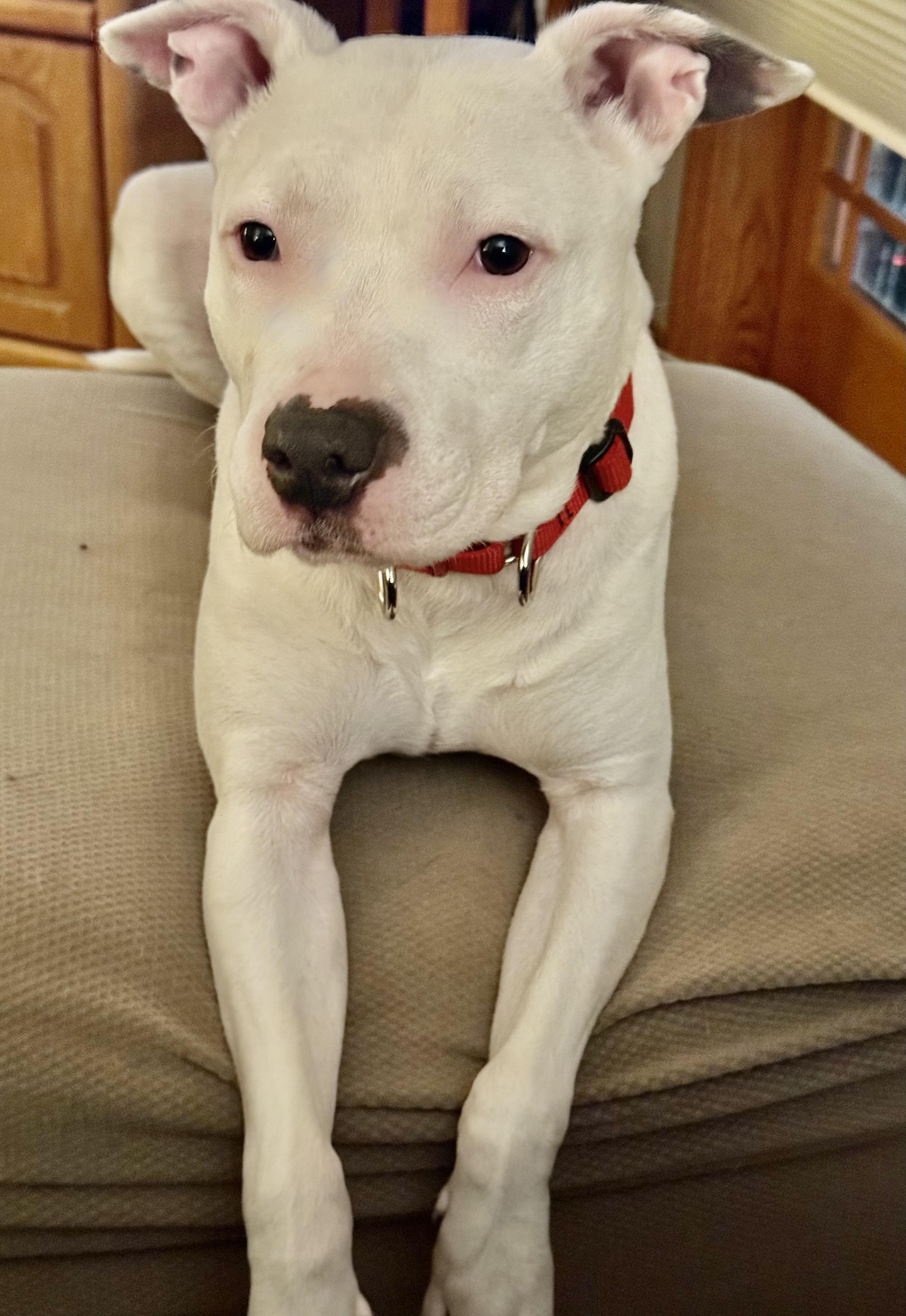 Bella URGENT, Adoptable, Adult Female American Staffordshire Terrier.