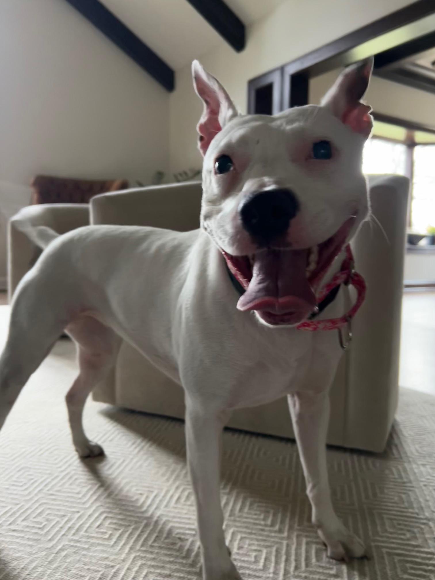 Bella URGENT, a Adoptable American Staffordshire Terrier in Cary, IL image 6/6