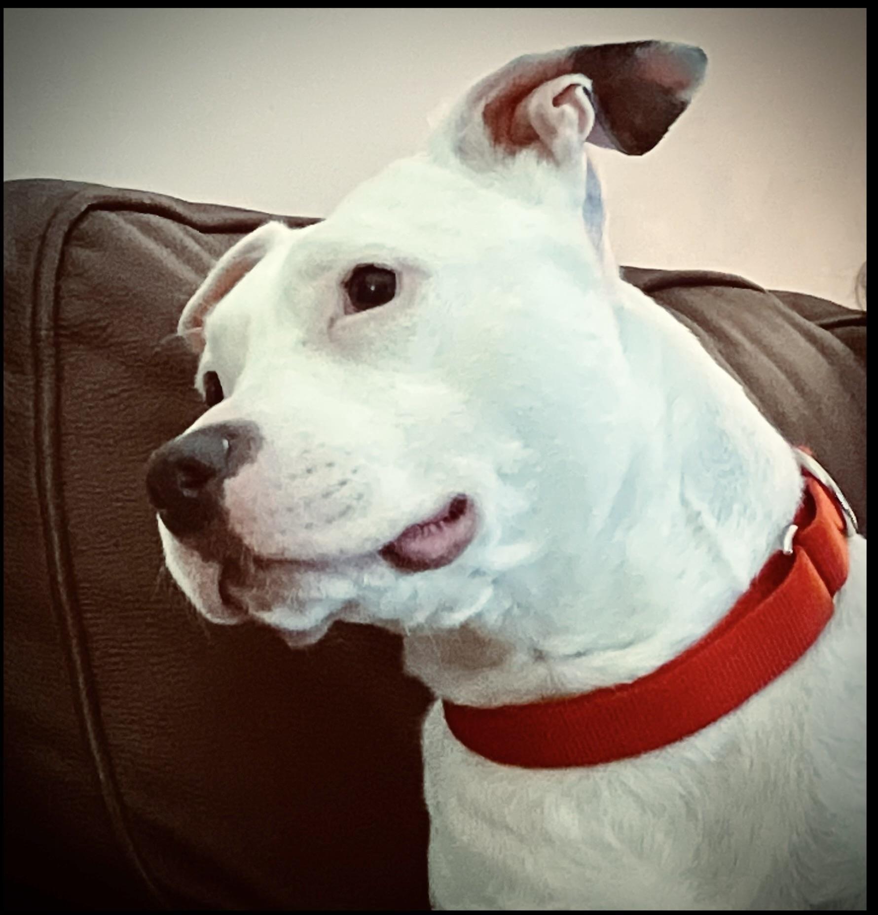Bella URGENT, Adoptable, Adult Female American Staffordshire Terrier.