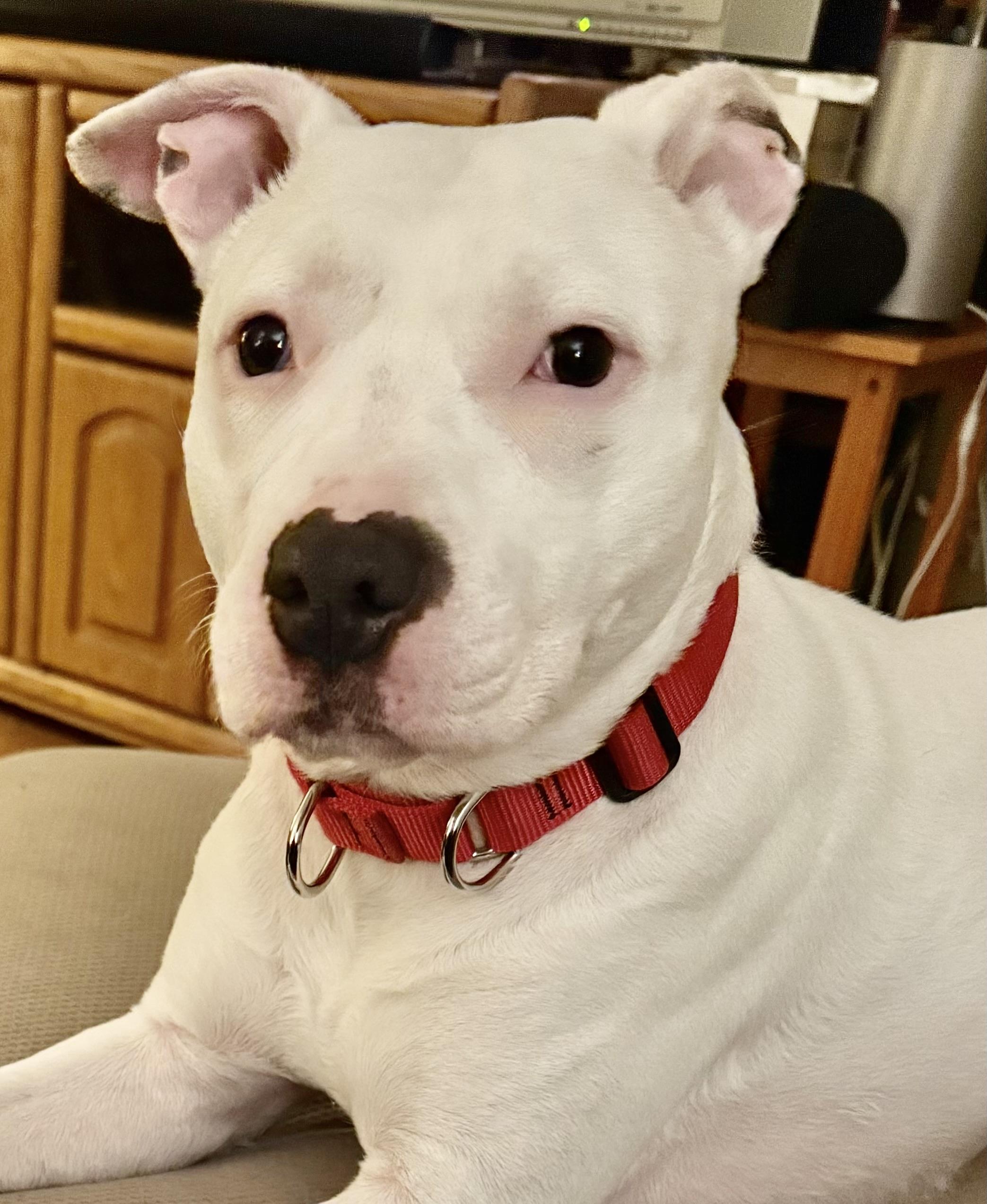 Enlarge Bella URGENT, a Adoptable American Staffordshire Terrier in Cary, IL image 2/6