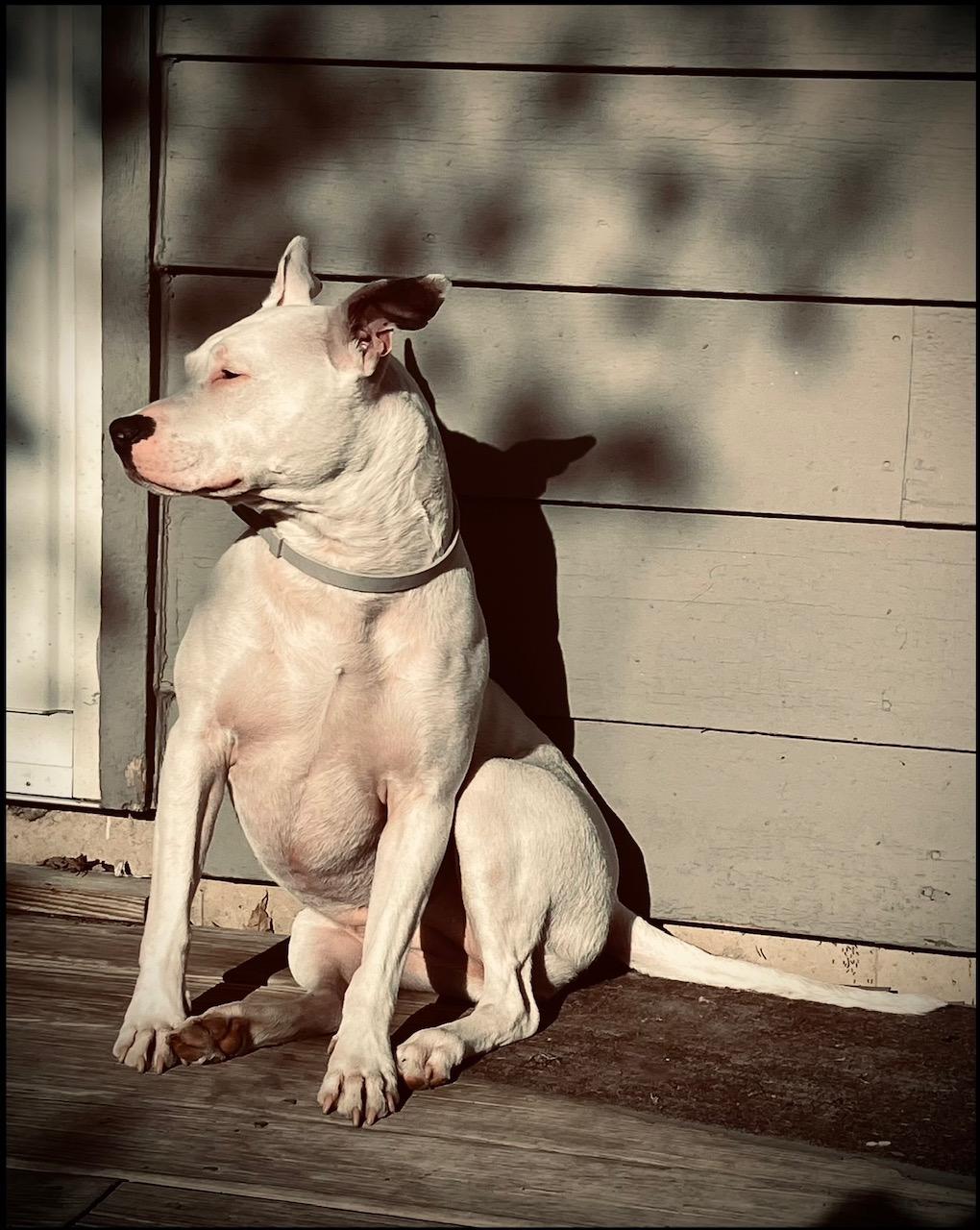 Bella URGENT, a Adoptable American Staffordshire Terrier in Cary, IL image 3/6