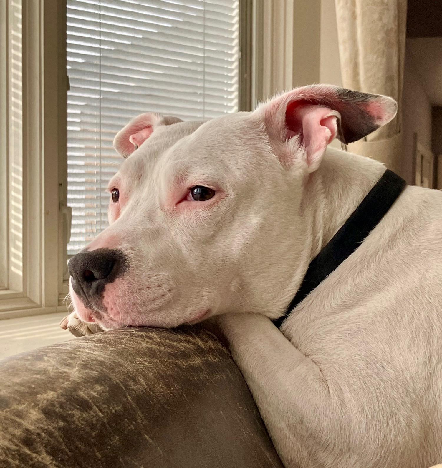 Bella URGENT, Adoptable, Adult Female American Staffordshire Terrier.