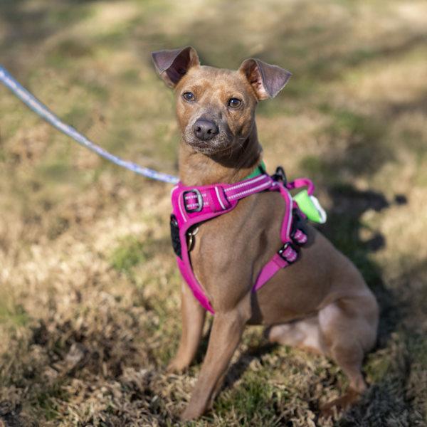 Papa, Adoptable, Adult Male Miniature Pinscher & Chihuahua.