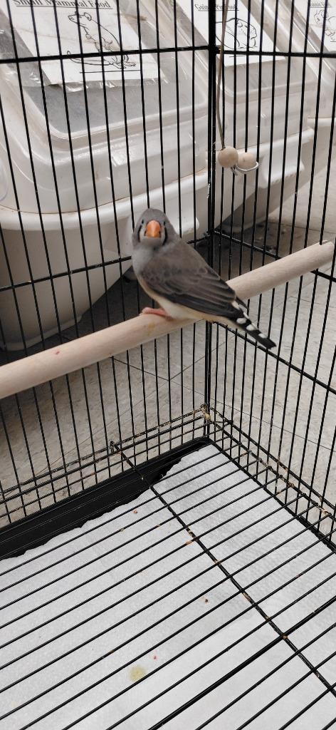 Enlarge Holly, a Adoptable Finch in Cincinnati, OH image 1/1