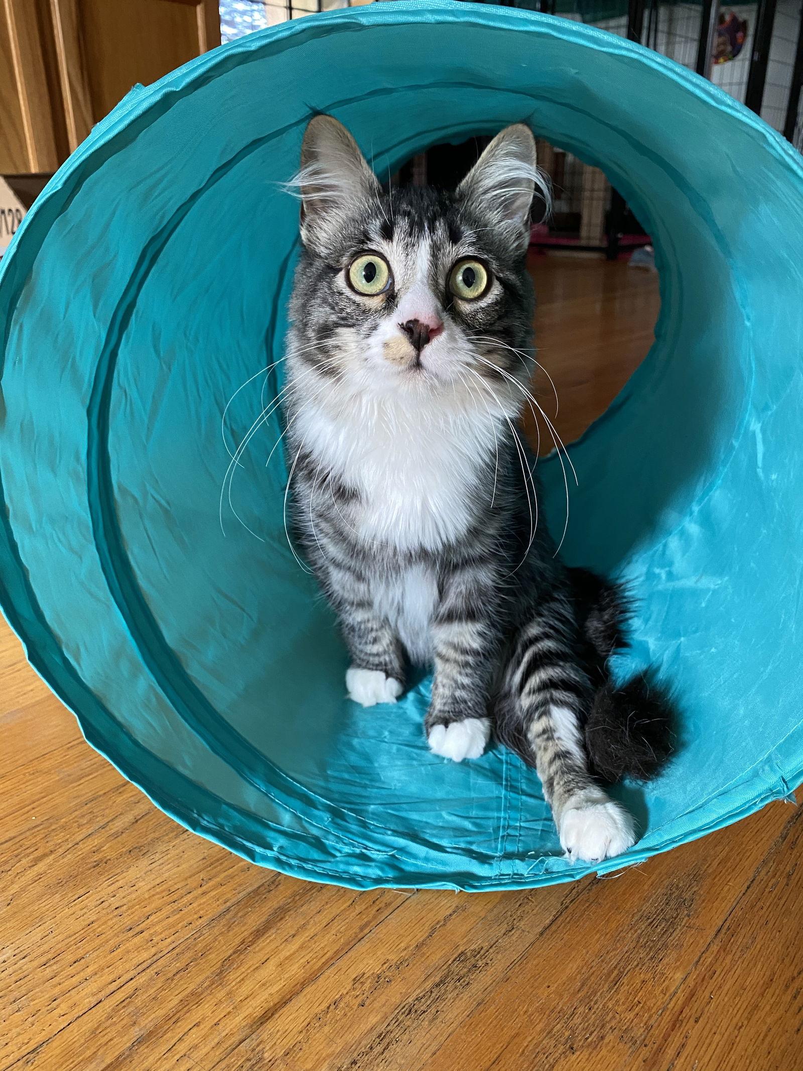 Percy, Adoptable, Young Male Domestic Medium Hair.