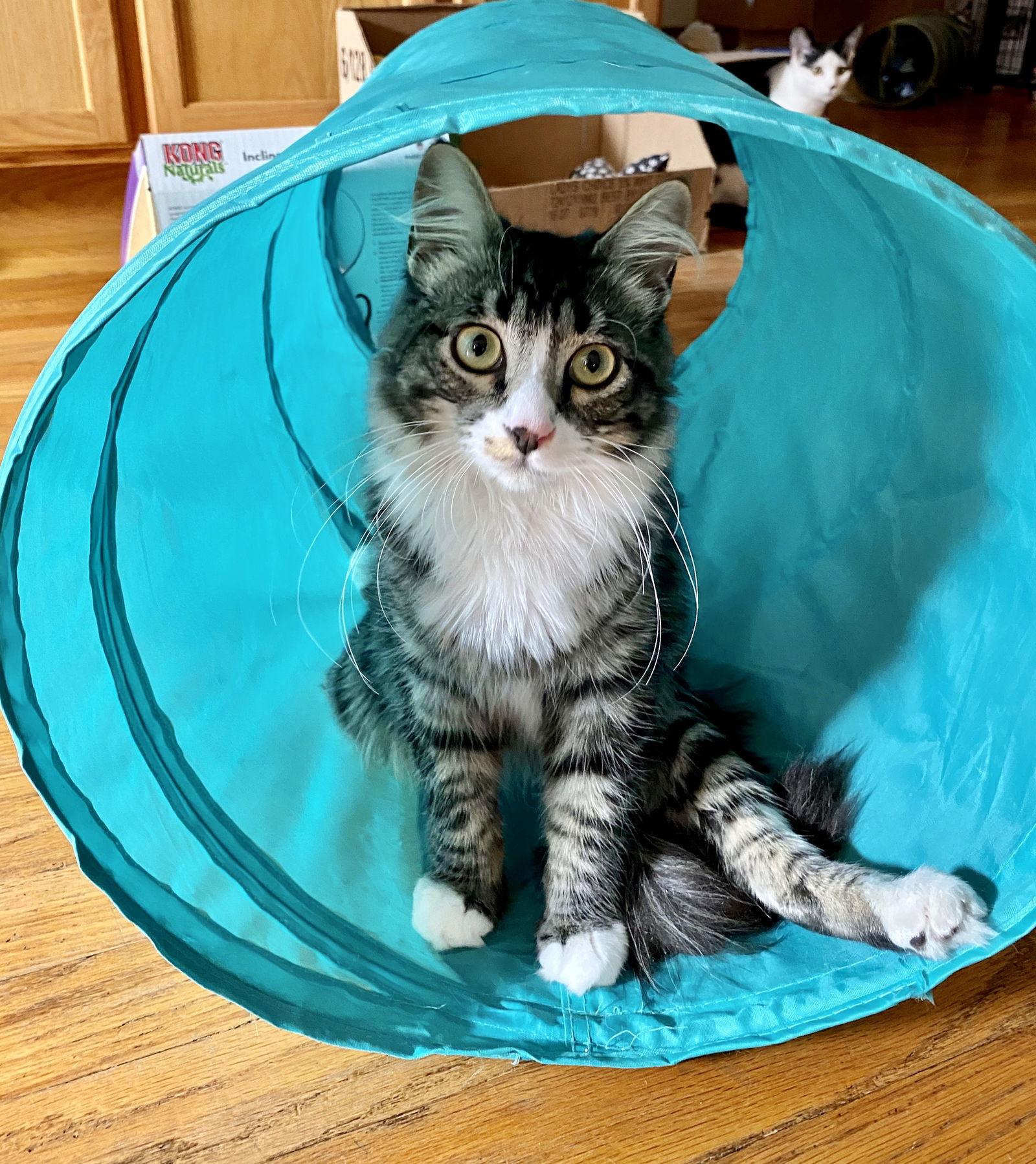 Enlarge Percy, a Adoptable Domestic Medium Hair in Santa Clara, CA image 2/6