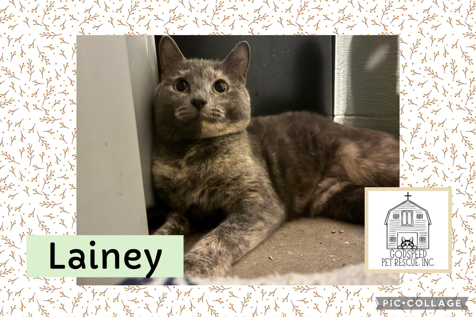 Lainey, a Adoptable Domestic Short Hair in Ashland, IL image 1/2