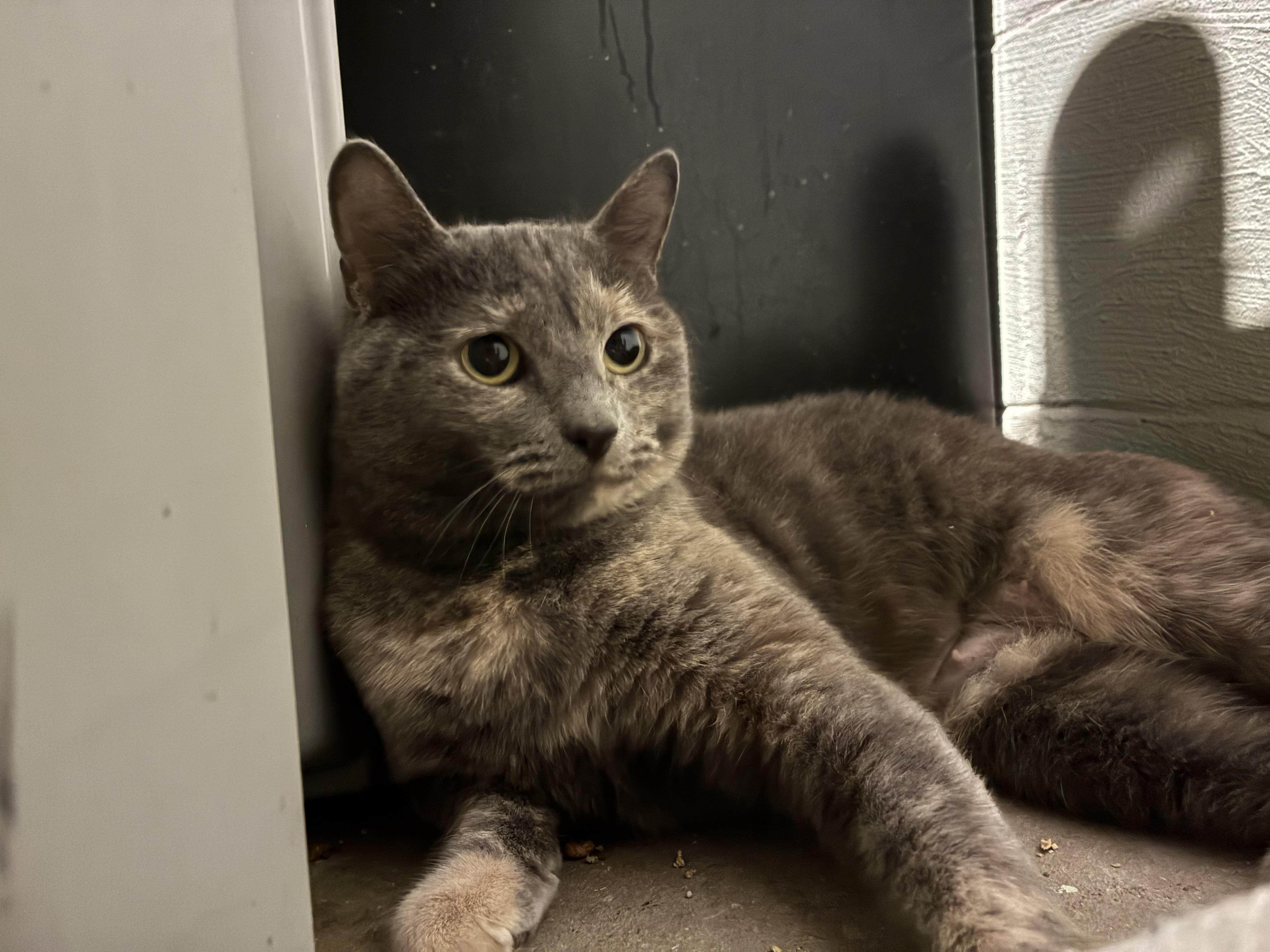 Lainey, a Adoptable Domestic Short Hair in Ashland, IL image 2/2