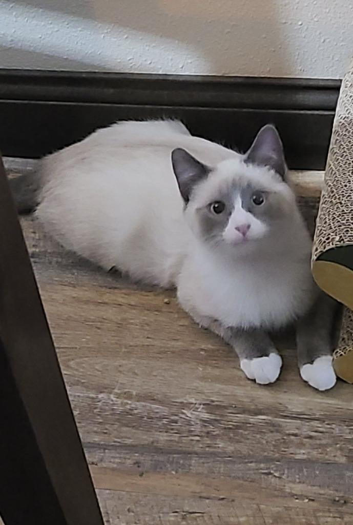 Baxter, Adoptable, Kitten Male Domestic Short Hair.