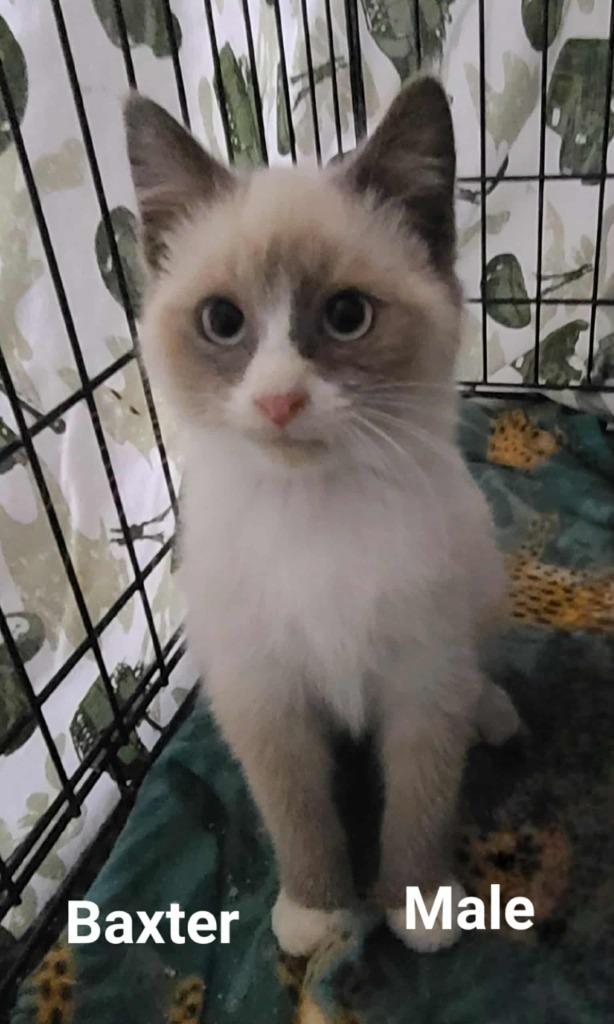 Baxter, a Adoptable mixed breed in Minot, ND image 3/6