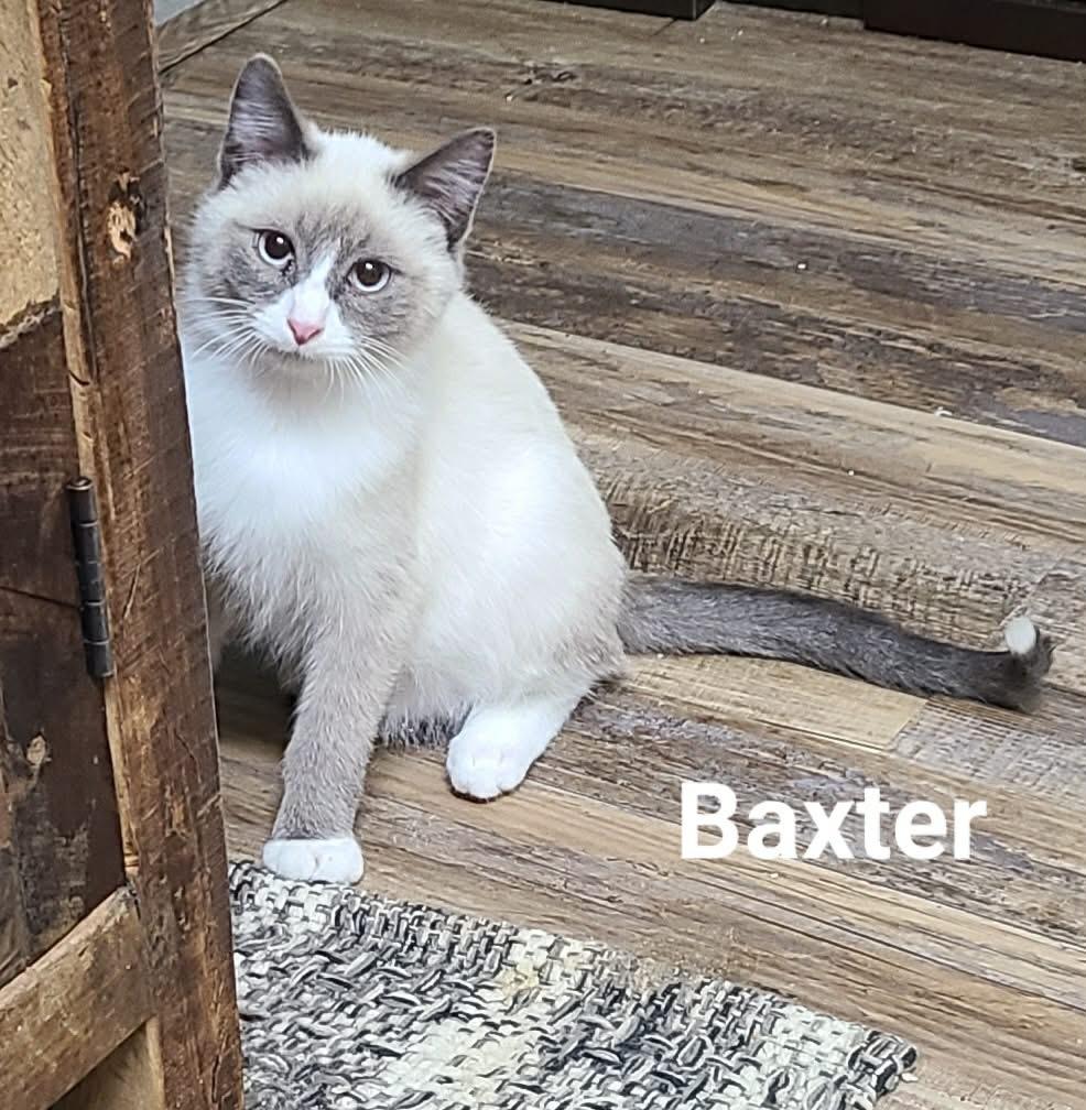 Baxter, a Adoptable mixed breed in Minot, ND image 5/6