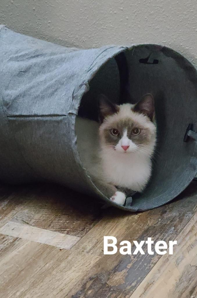 Baxter, a Adoptable mixed breed in Minot, ND image 6/6