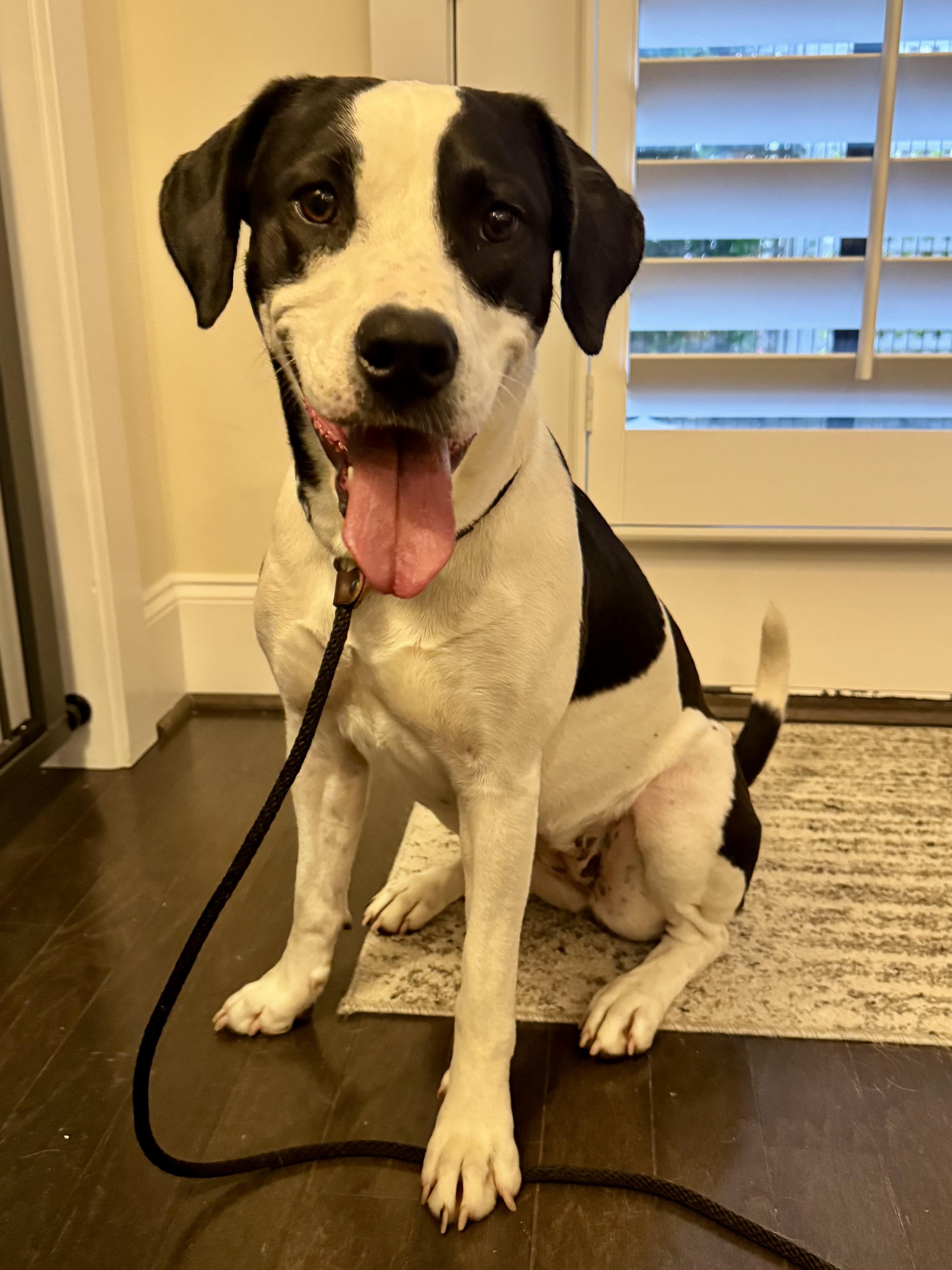 Sissy, an adopted mixed breed in Rock Hill, SC image 2/2