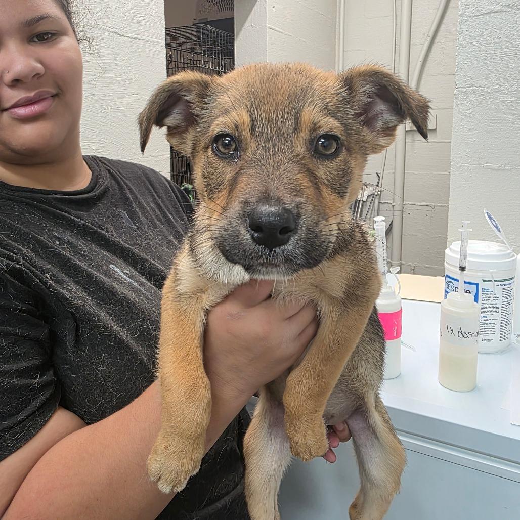Enlarge Nikki, a Adoptable Shepherd in Clanton, AL image 1/1