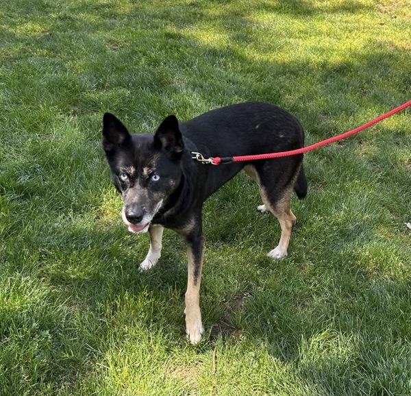 Enlarge Nikita, a Adoptable mixed breed in Vancouver, WA image 1/1