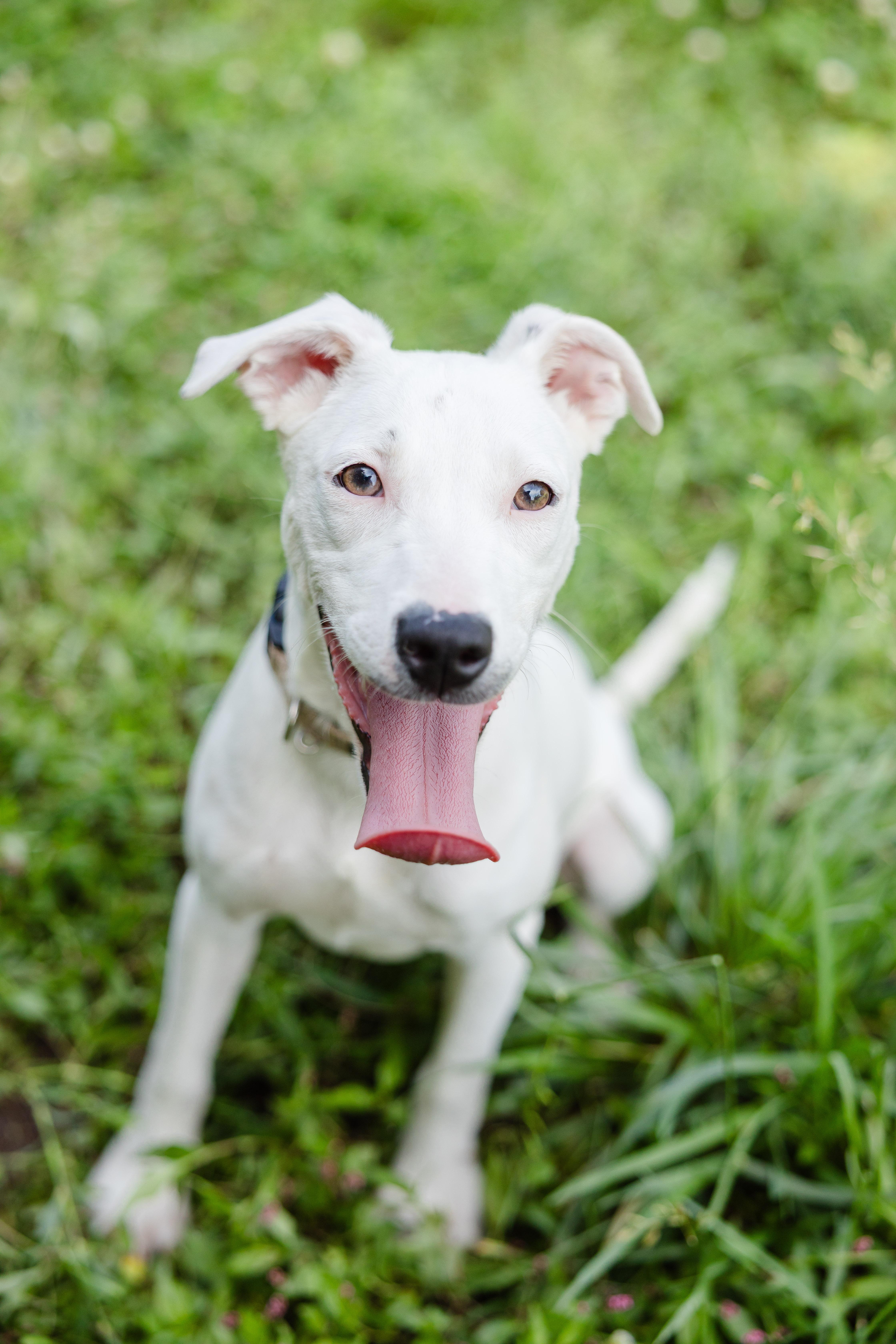 Bailey, an adopted mixed breed in Newburgh, IN image 2/3