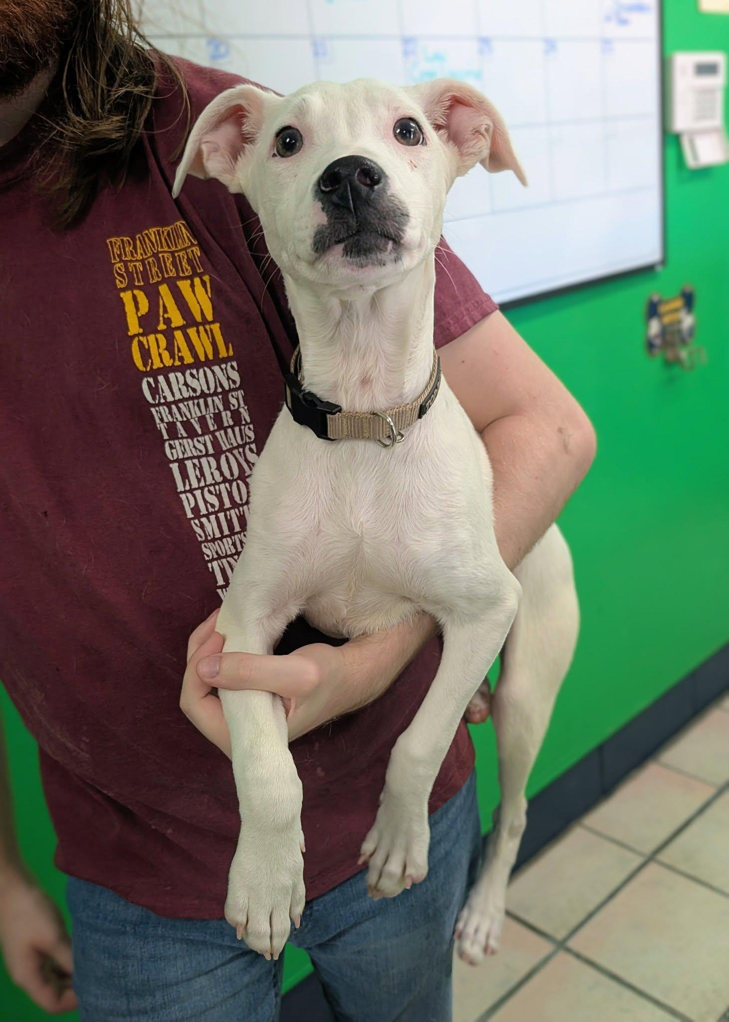 Bailey, an adopted mixed breed in Newburgh, IN image 3/3