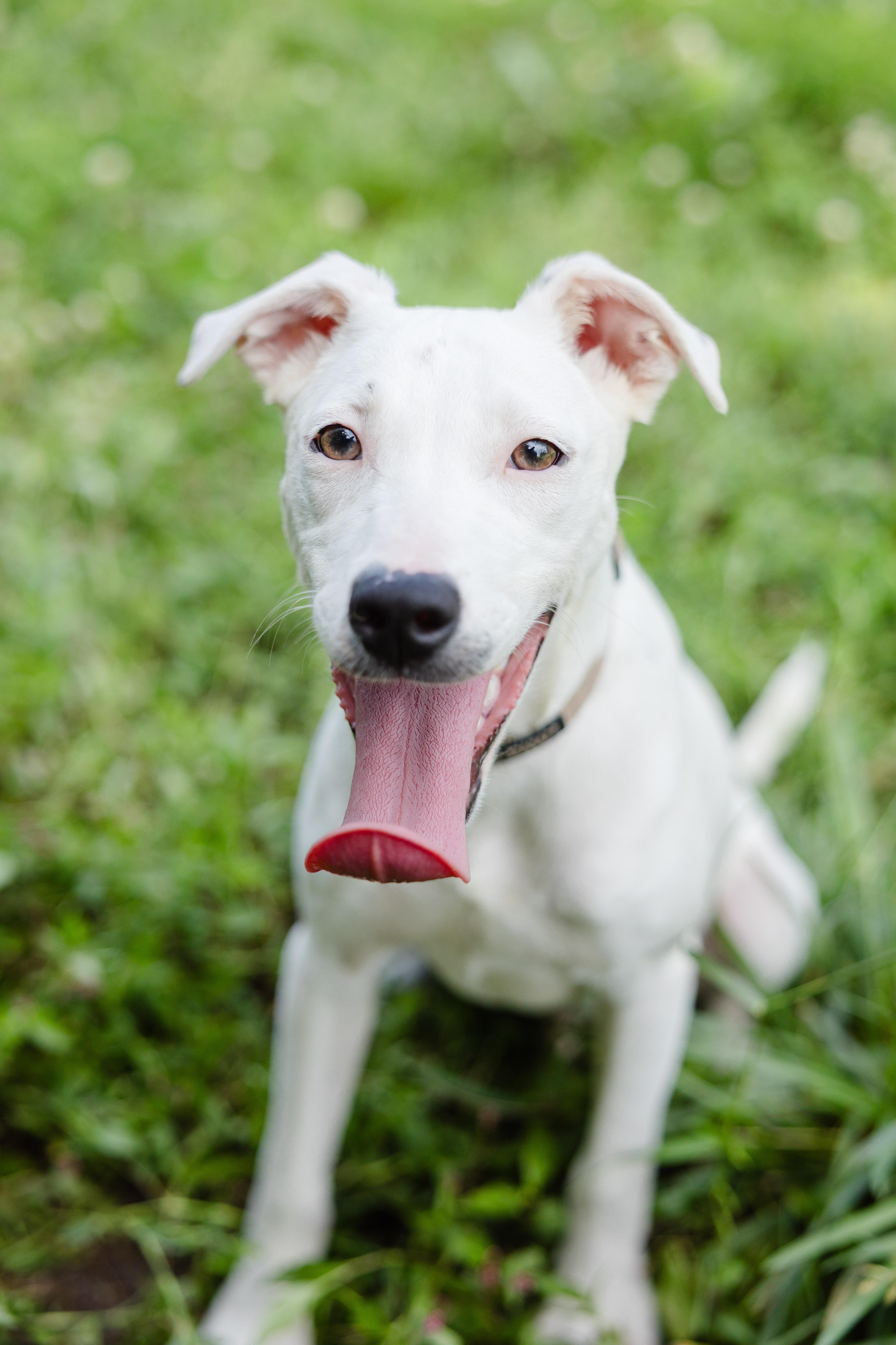 Bailey, adopted, Puppy Male Dalmatian & Pit Bull Terrier.