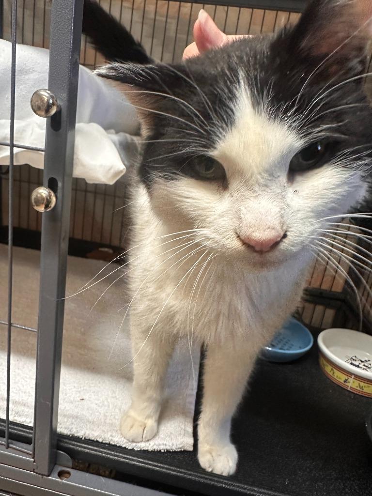 Vincenzo, adopted, Adult Male Domestic Short Hair.