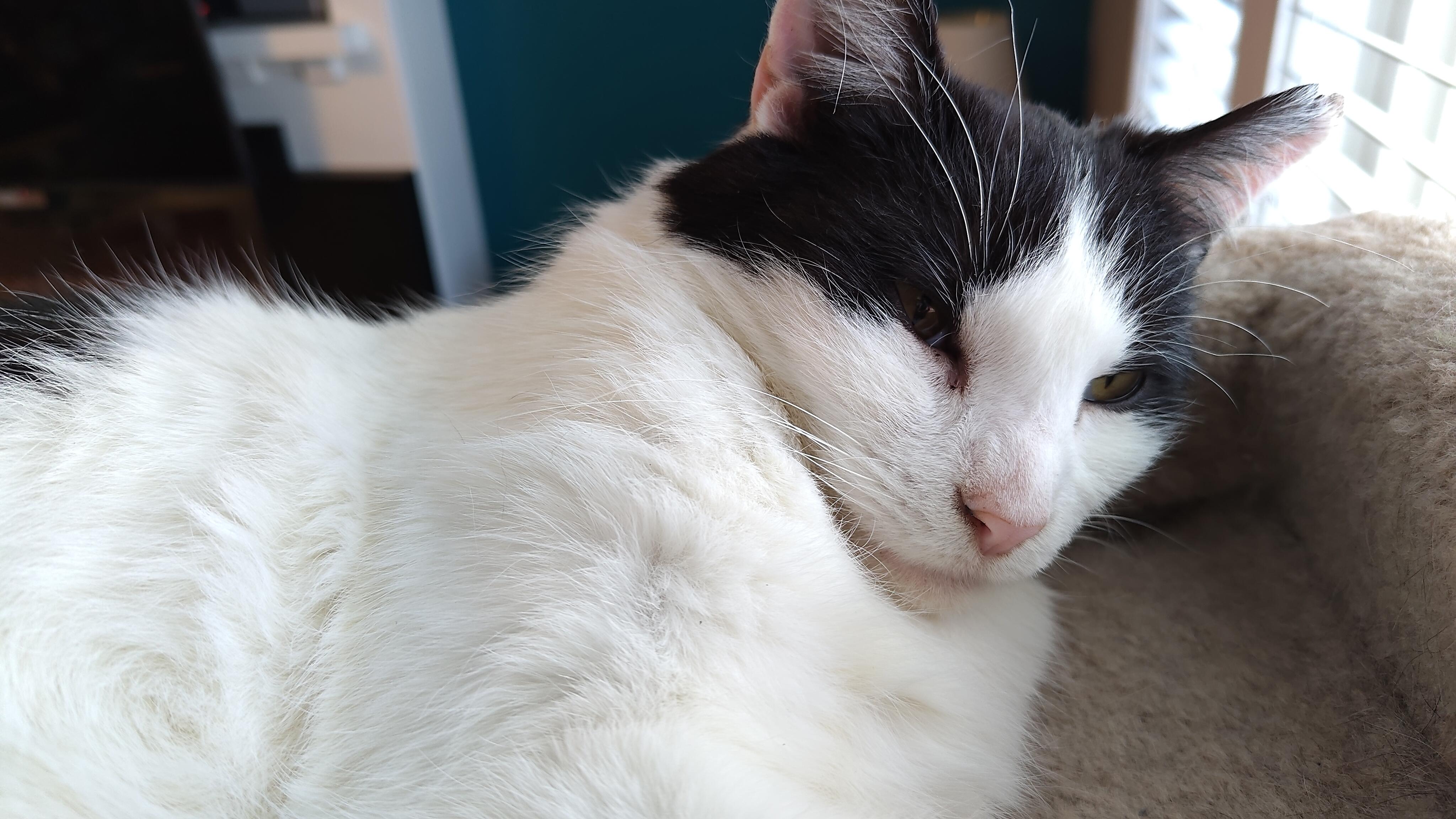 Enlarge Vincenzo, an adopted Domestic Short Hair in Calgary, AB image 3/3