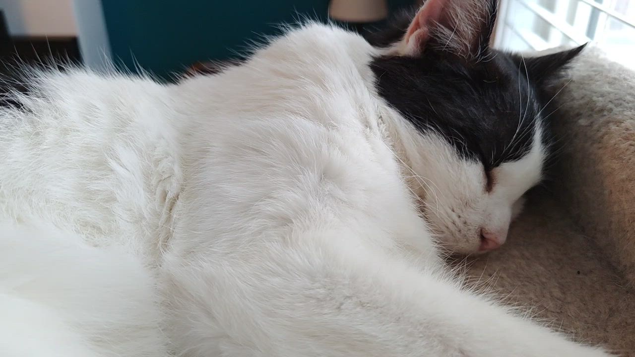 Enlarge Vincenzo, an adopted Domestic Short Hair in Calgary, AB video 2/3