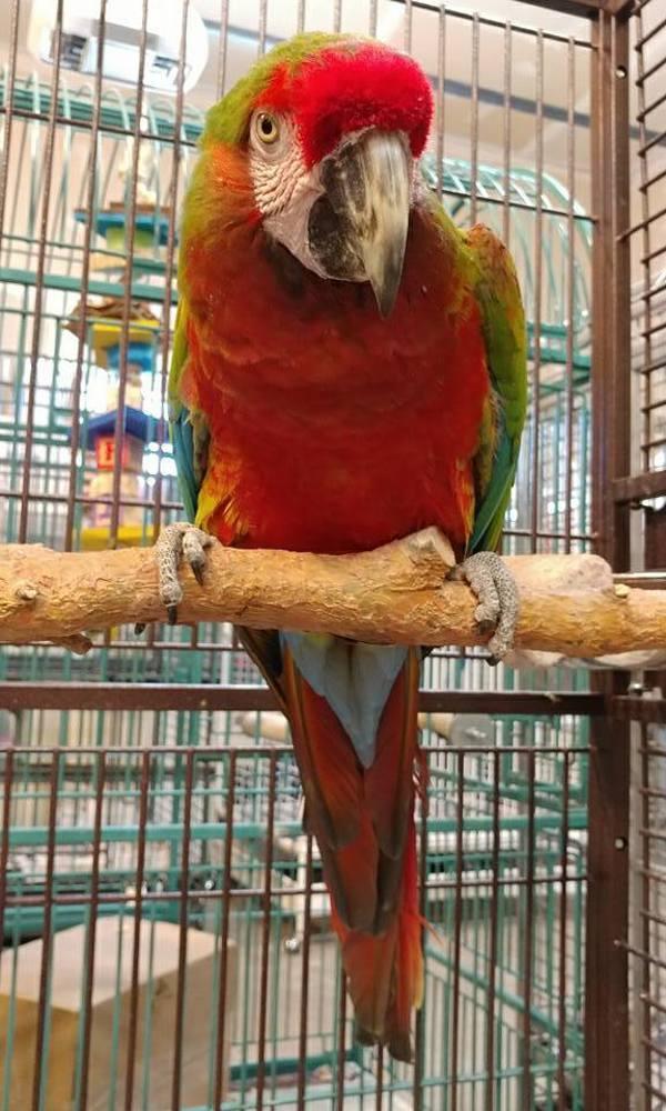 Cammie, Adoptable, Senior Female Macaw.