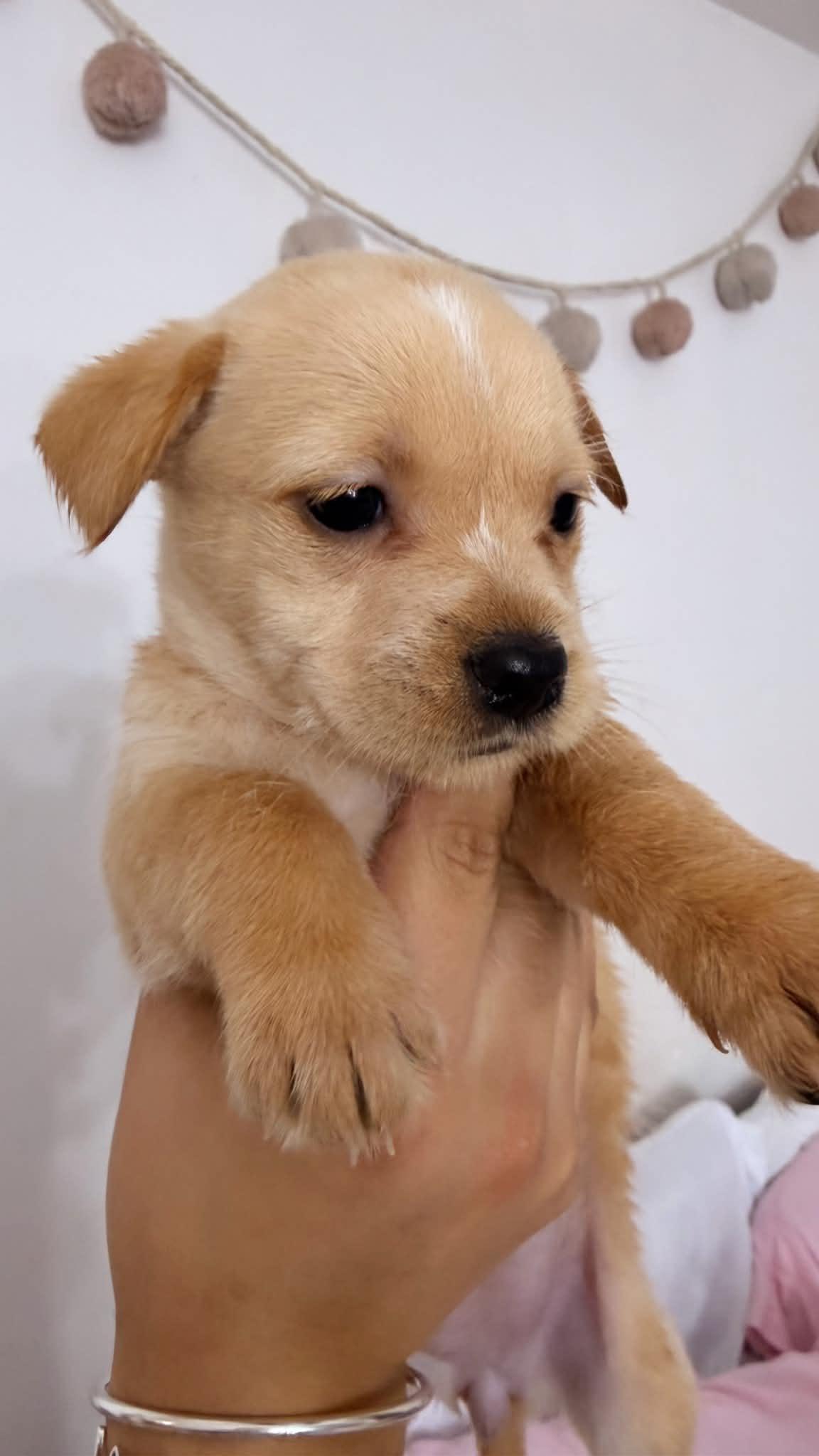 Butterscotch, a Adoptable mixed breed in Gainesville, VA image 1/3