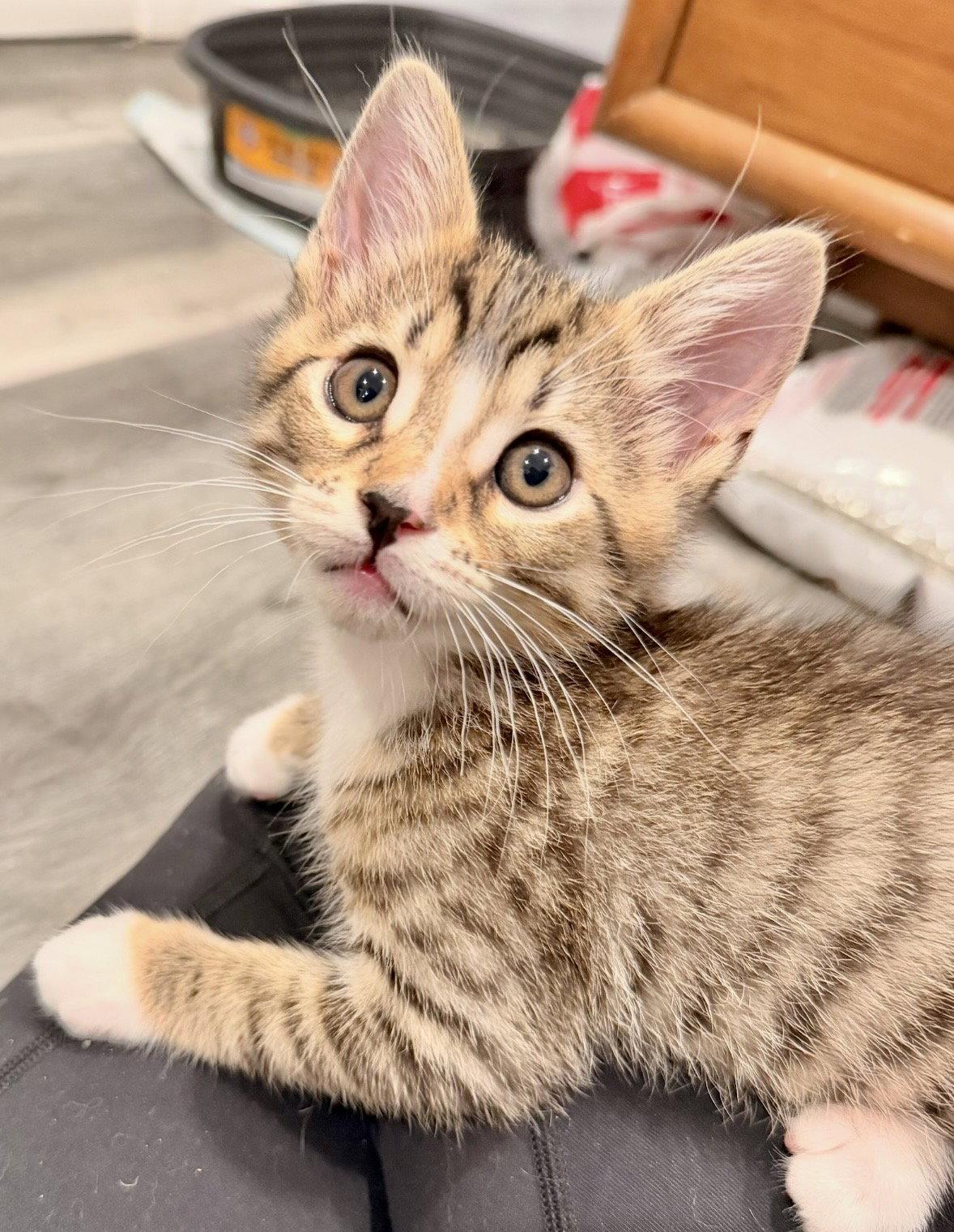 Archie, Adopted, Kitten Male Tabby.