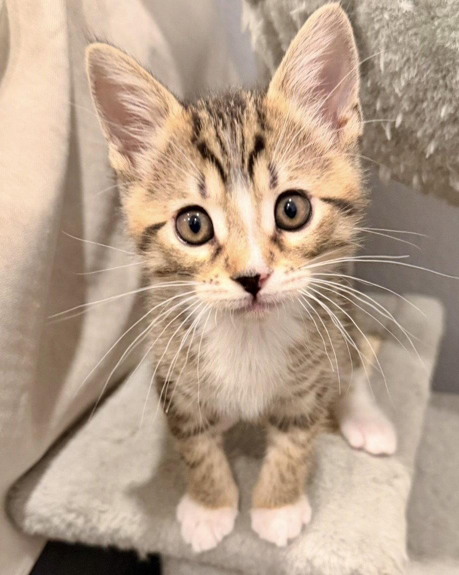 Archie, a Adopted Tabby in West Hills, CA image 2/3